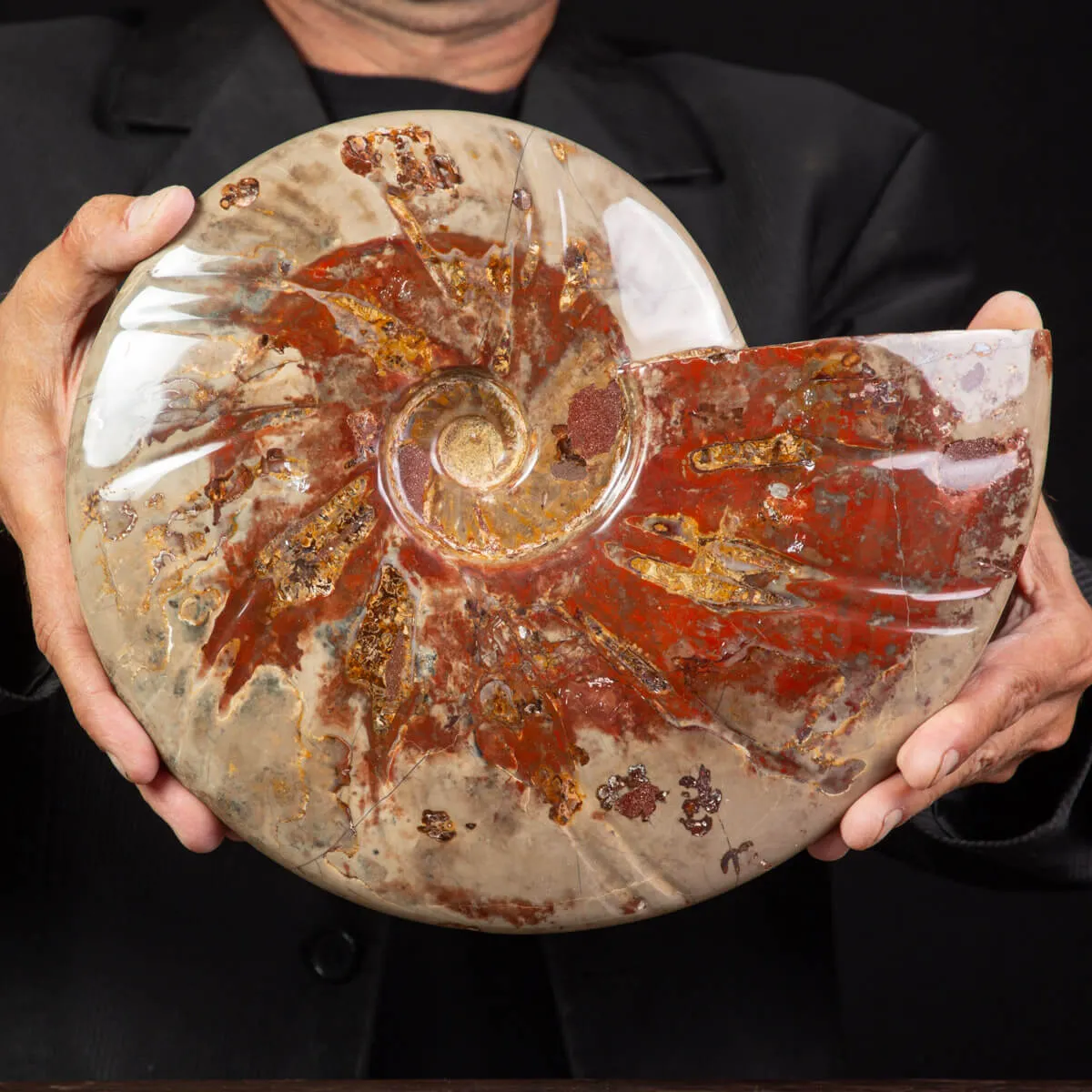 Ammonite Fossile specie Cleoniceras Lucidata.