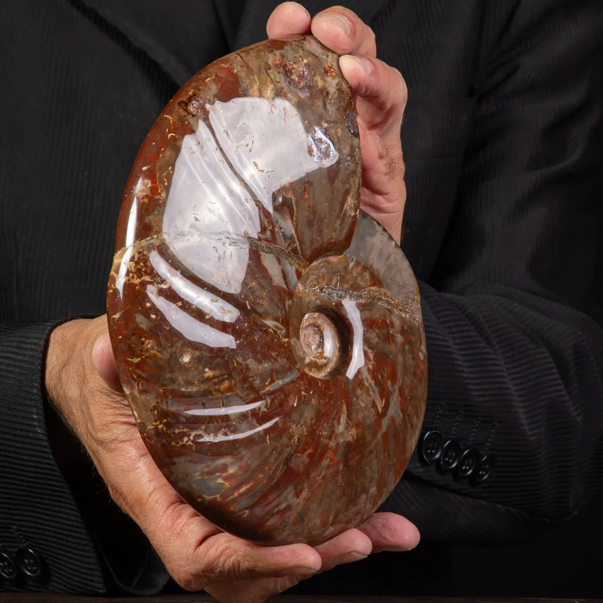 Ammonite Cleoniceras con Striature Rosse e Grigie.