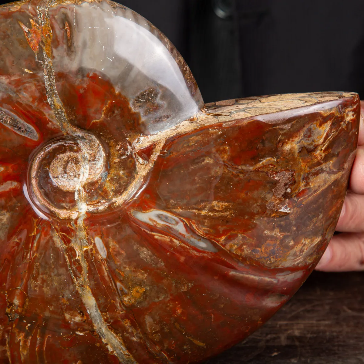Ammonite Cleoniceras con Striature Rosse e Grigie.
