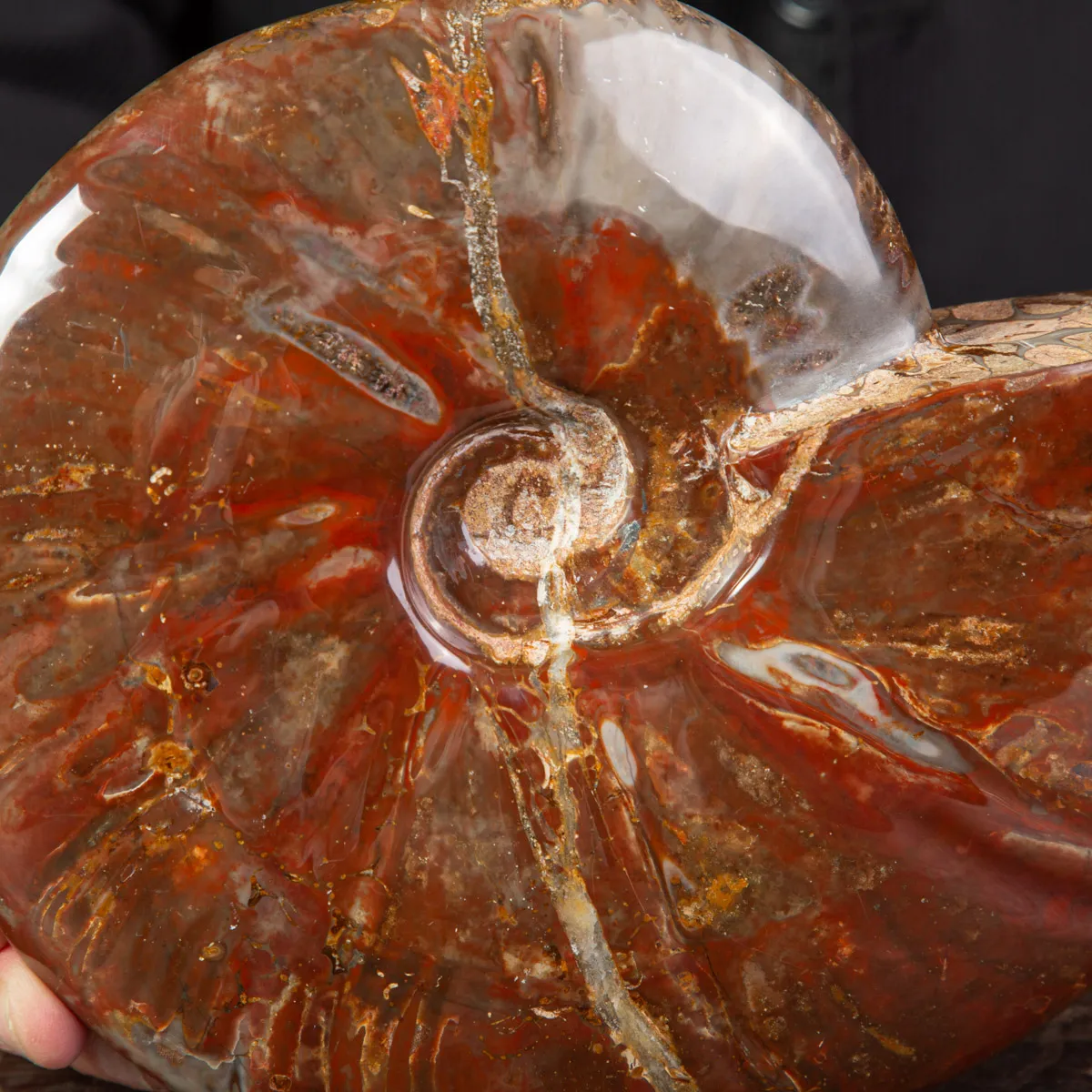 Ammonite Cleoniceras con Striature Rosse e Grigie.