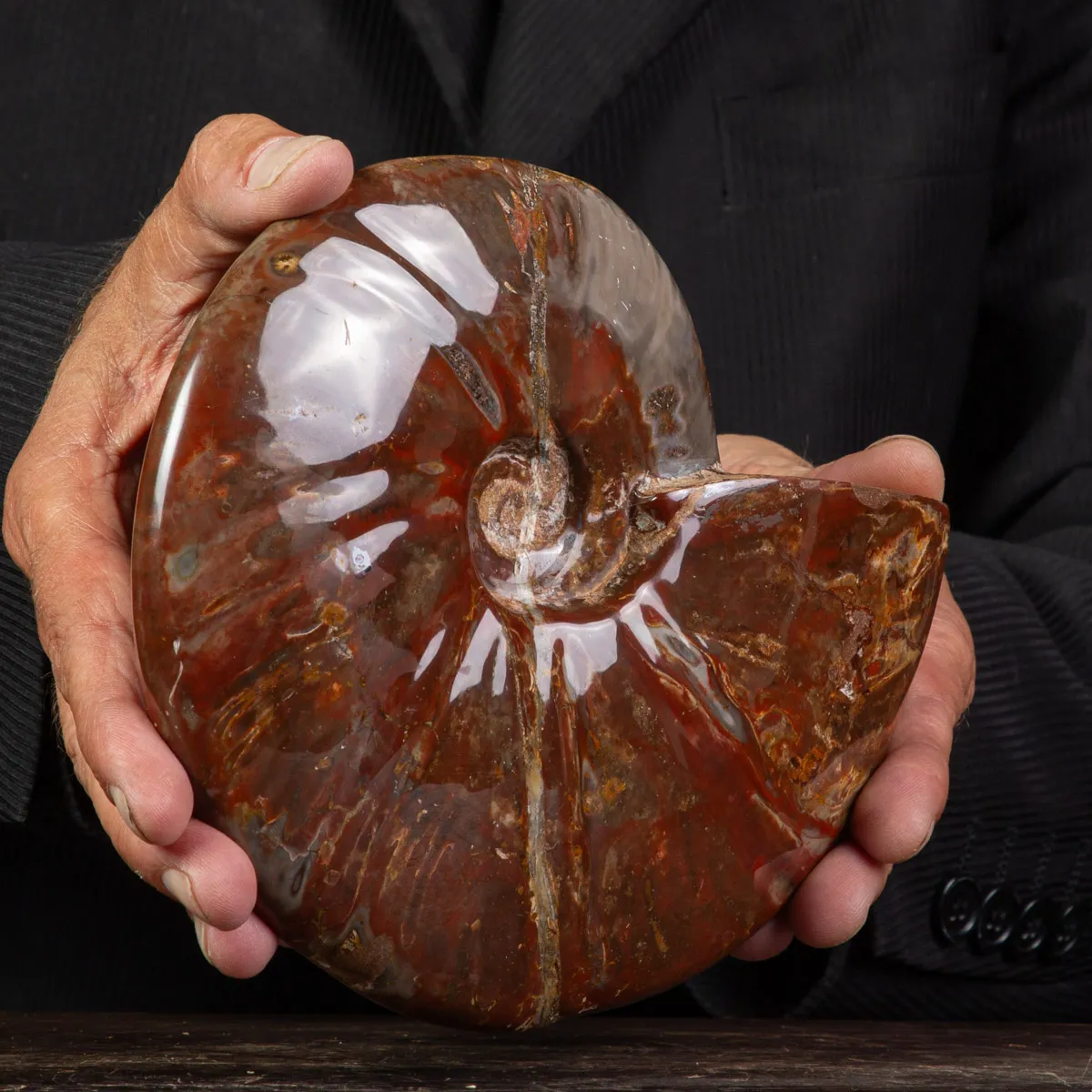 Ammonite Cleoniceras con Striature Rosse e Grigie.