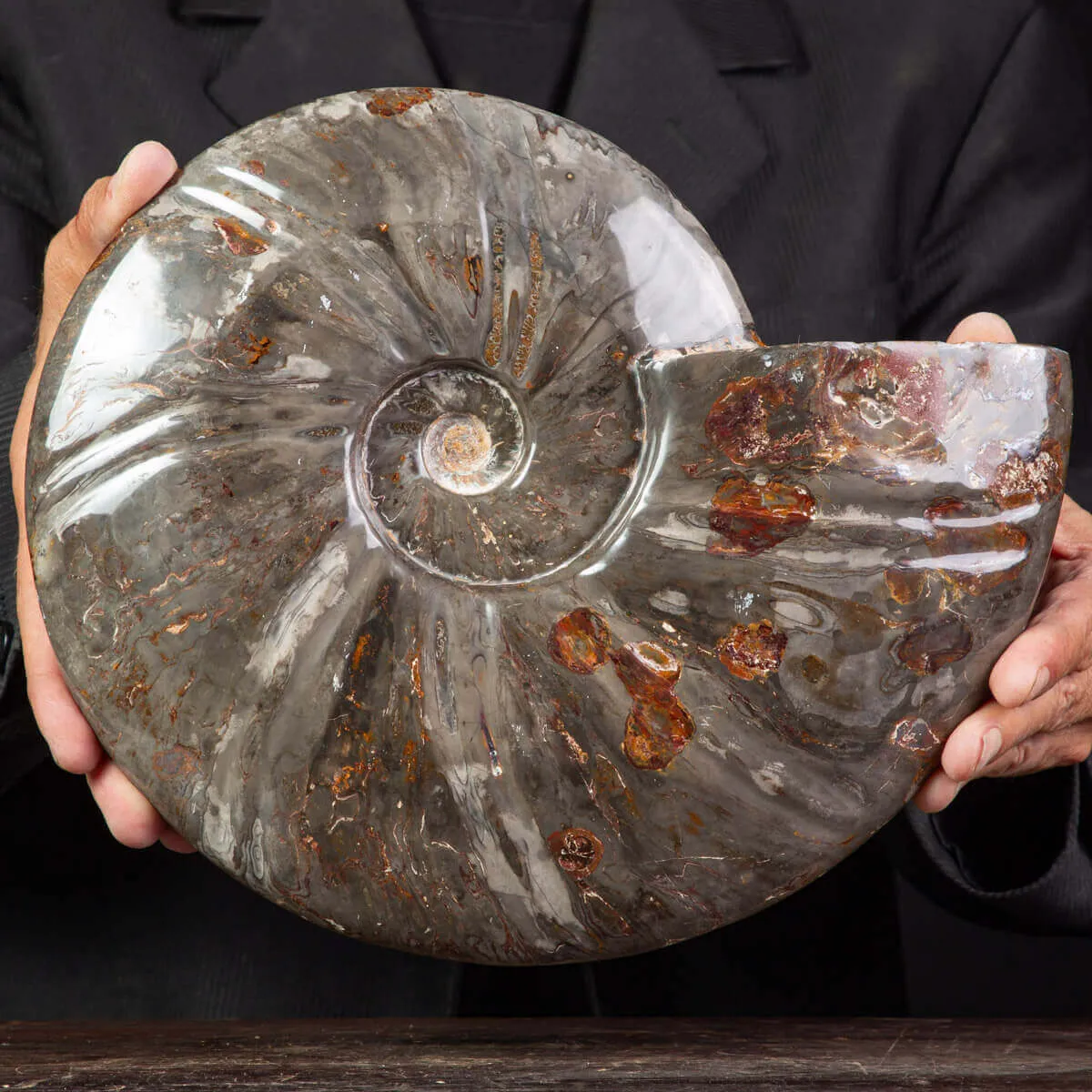Fossile di Cleoniceras, l'Arte della Natura Antica.
