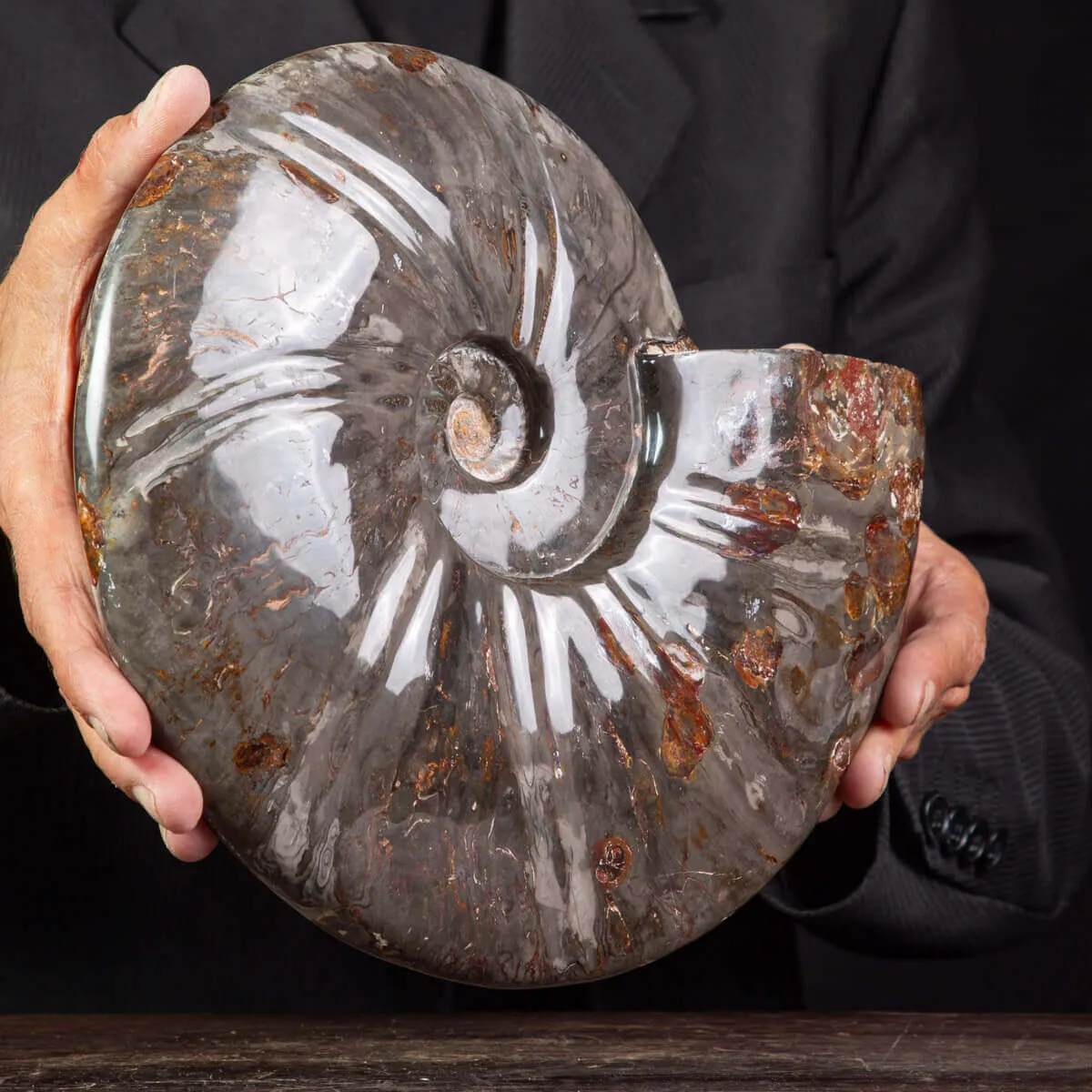 Fossile di Cleoniceras, l'Arte della Natura Antica.