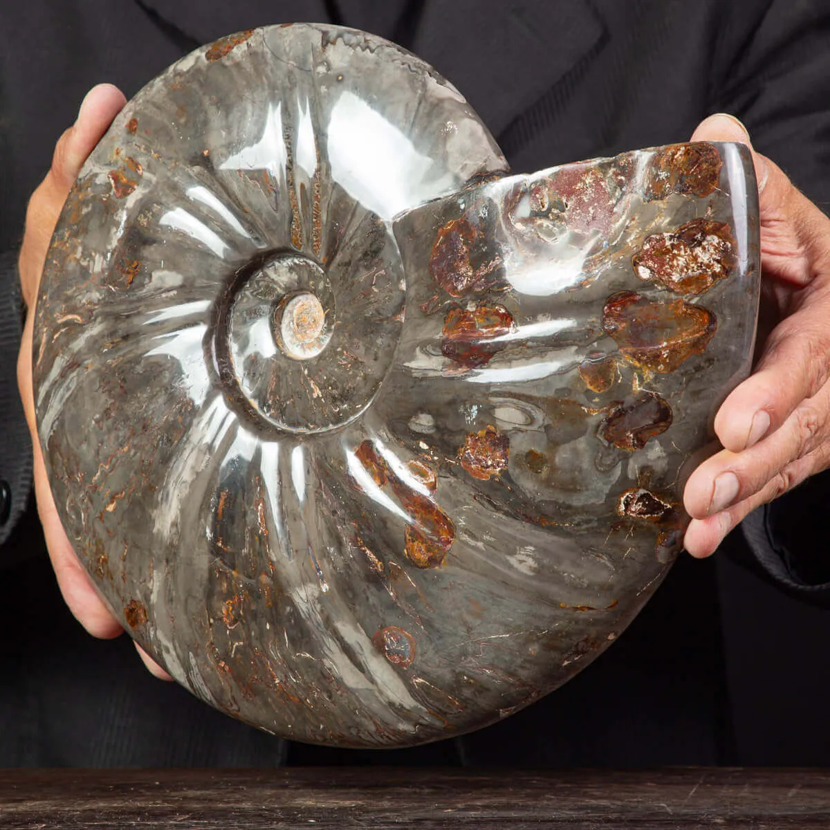Fossile di Cleoniceras, l'Arte della Natura Antica.