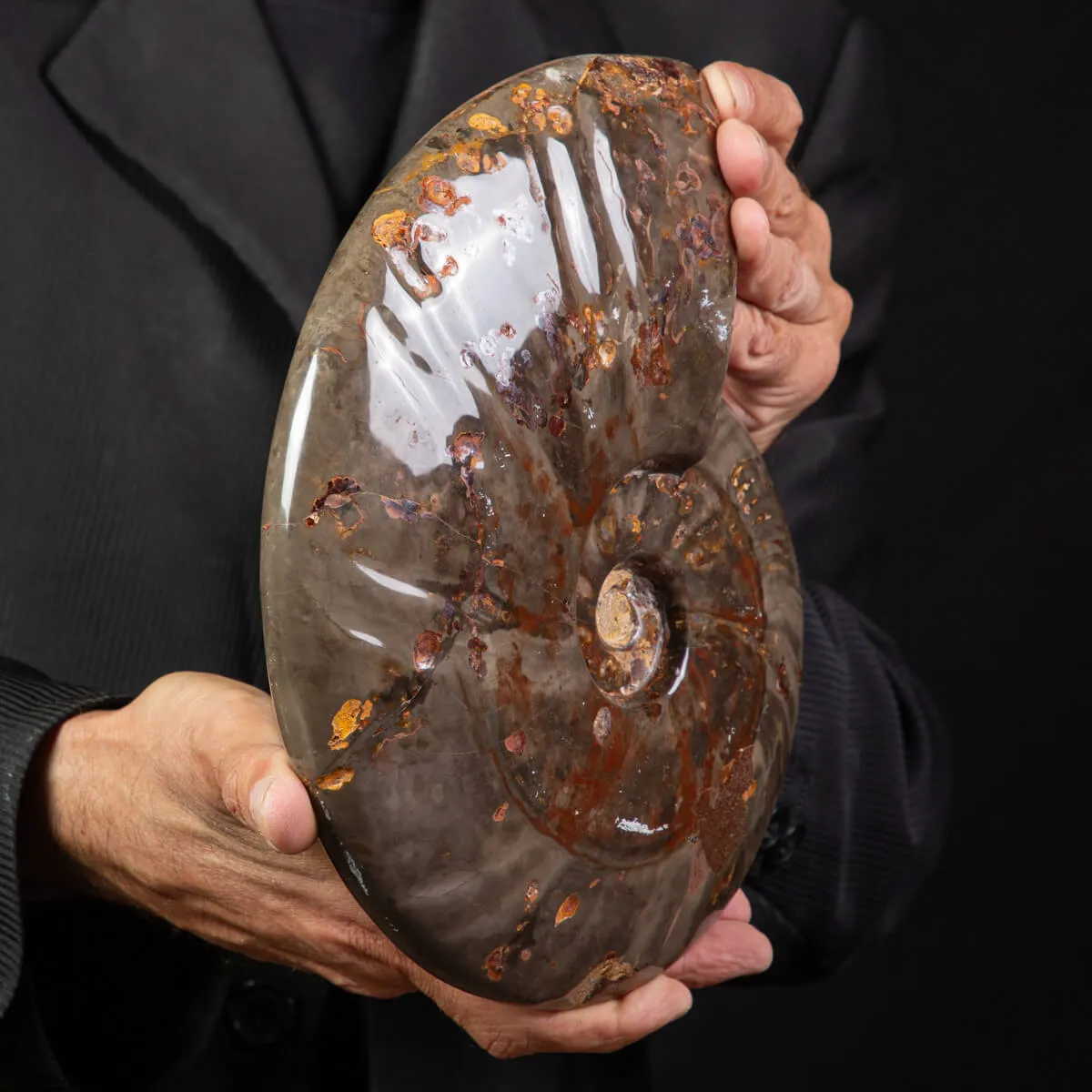 Ammonite Cleoniceras dal Madagascar.