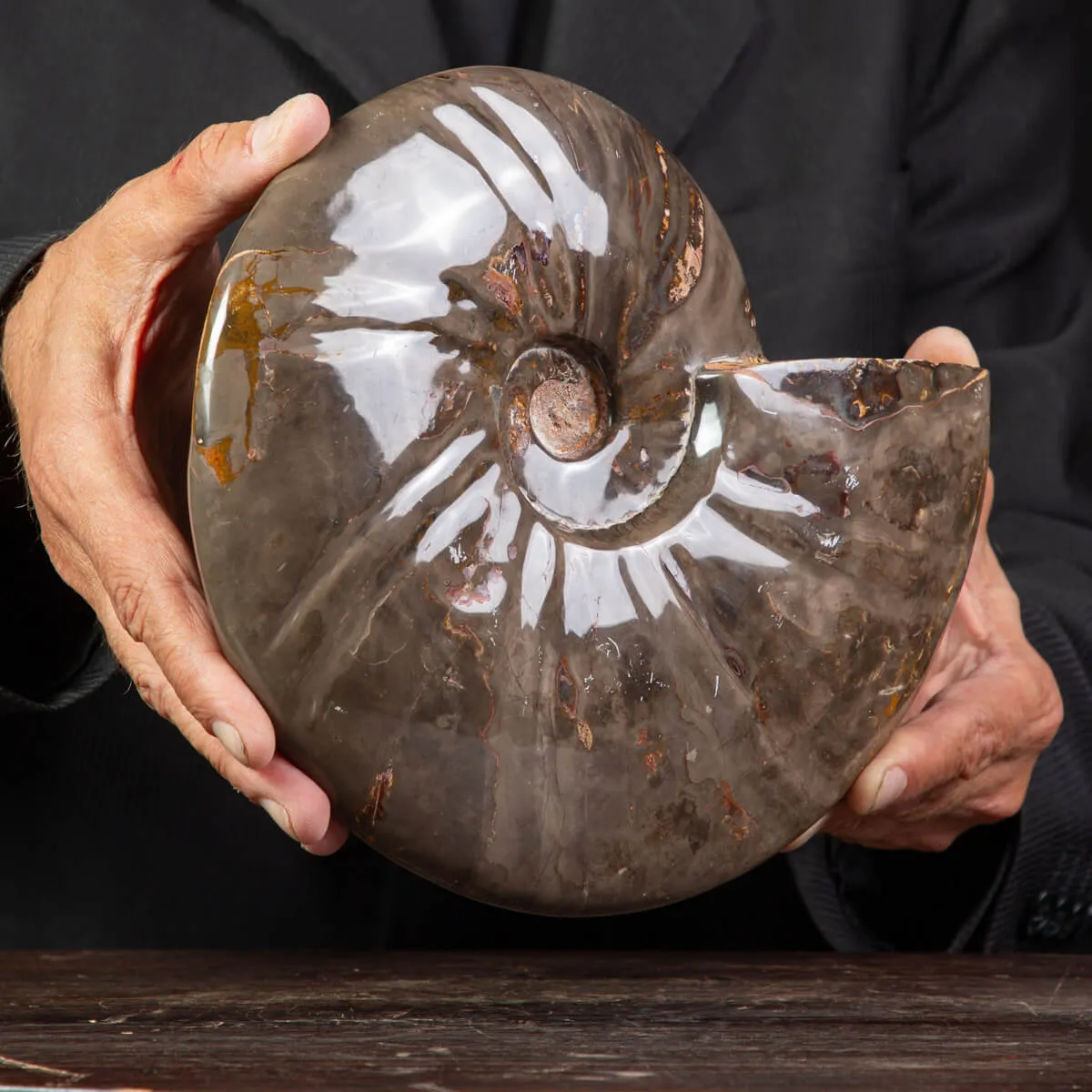 Ammonite Cleoniceras dal Madagascar.