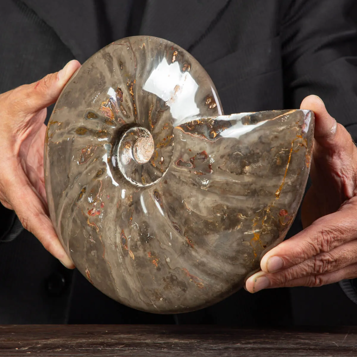 Ammonite Cleoniceras dal Madagascar.