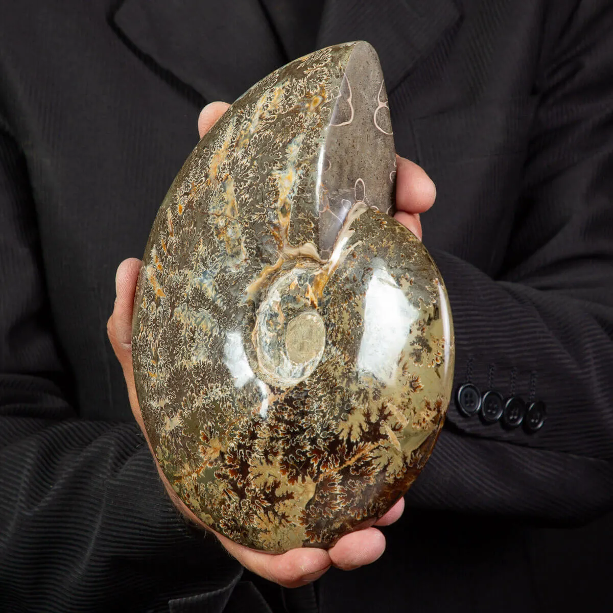 Ammonite Cleoniceras lucidata con Suture.