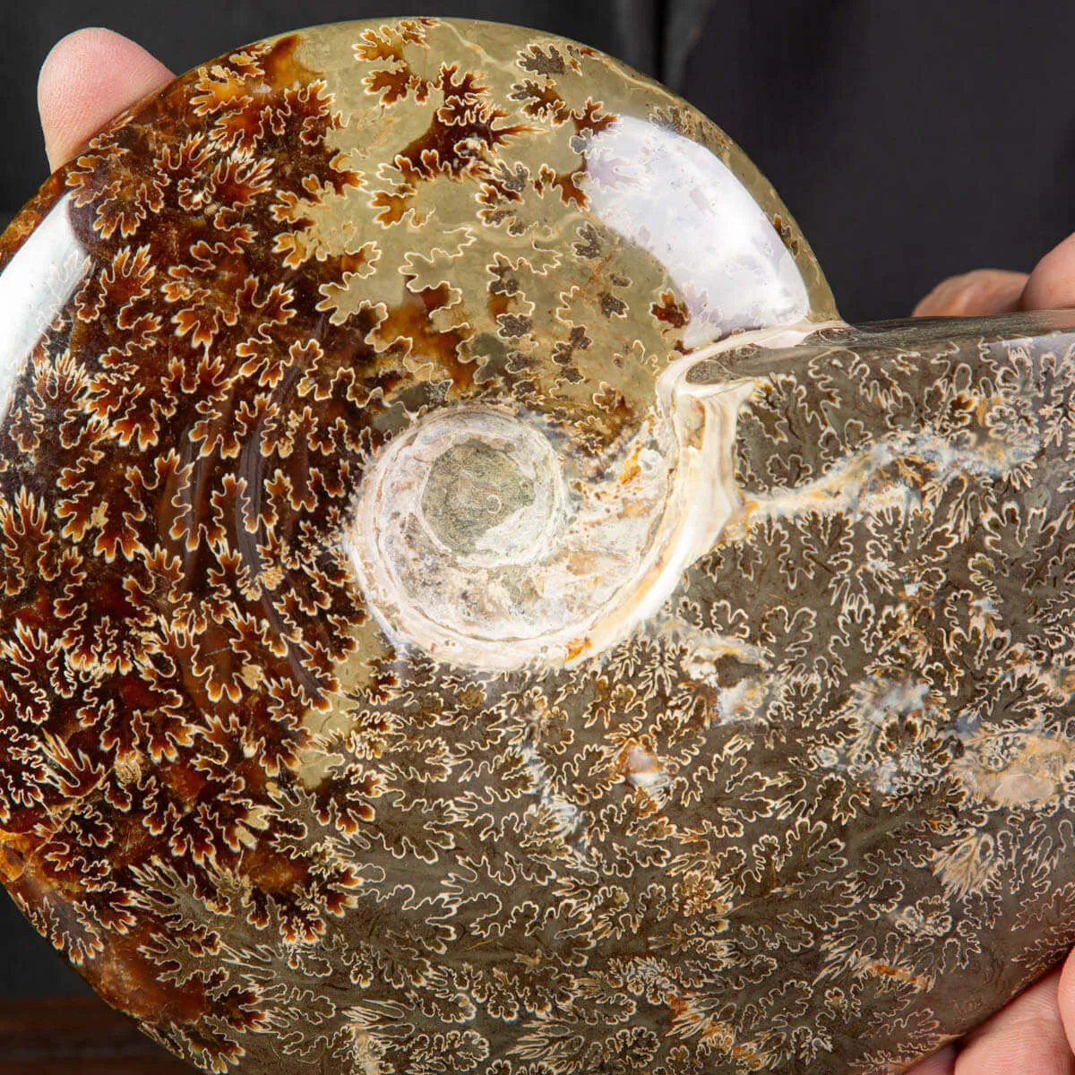 Ammonite Cleoniceras lucidata con Suture.