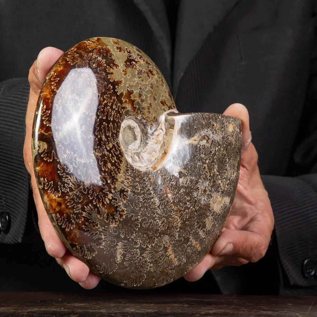 Ammonite Cleoniceras lucidata con Suture.