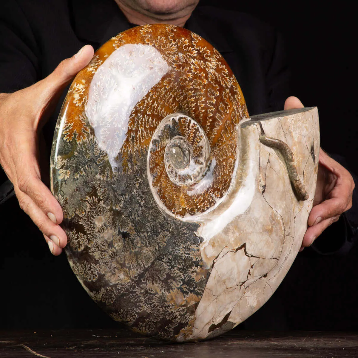 Grande ammonite fossile Cleoniceras – Madagascar