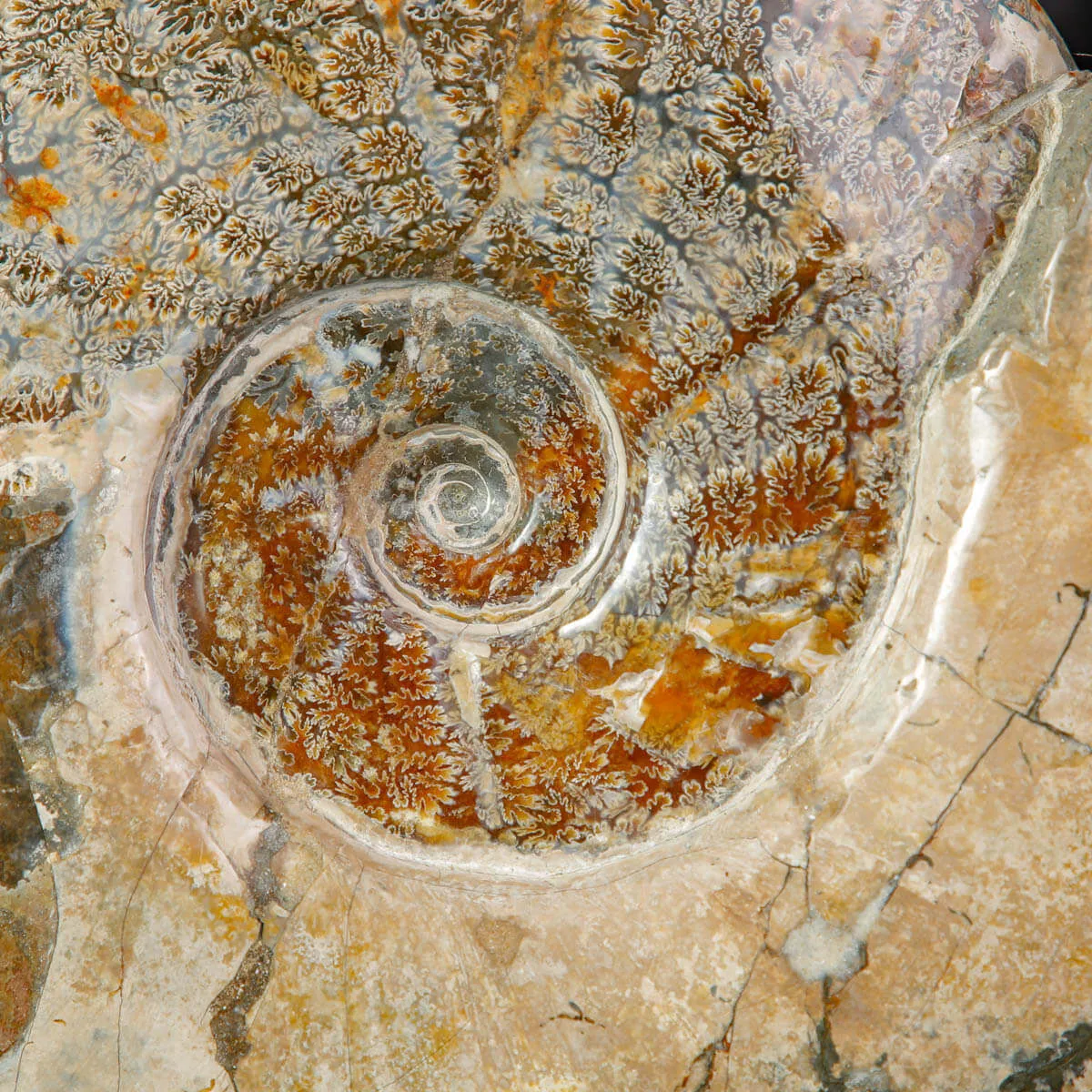 Esemplare di ammonite Cleoniceras.