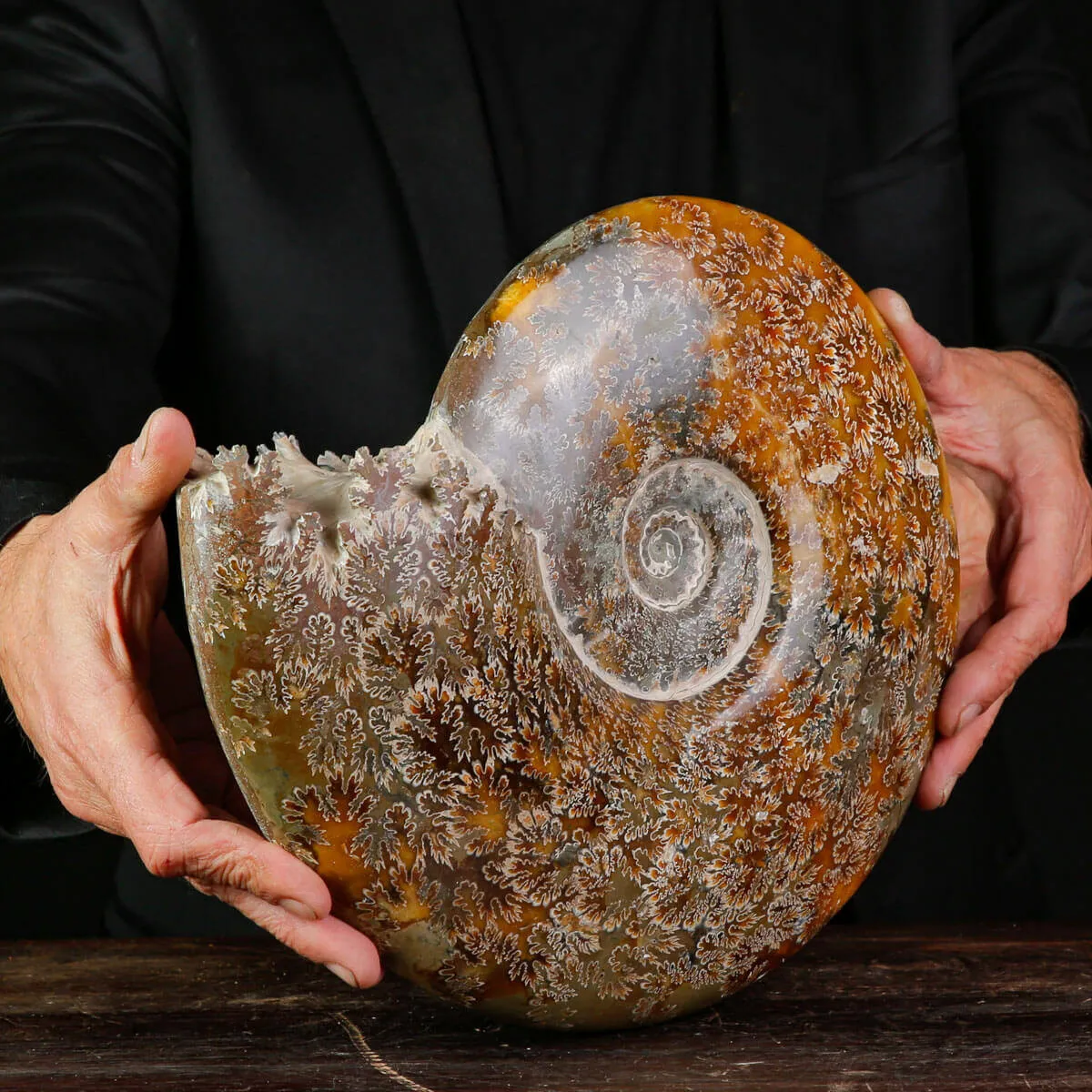 Cleoniceras Ammonite Fossile.