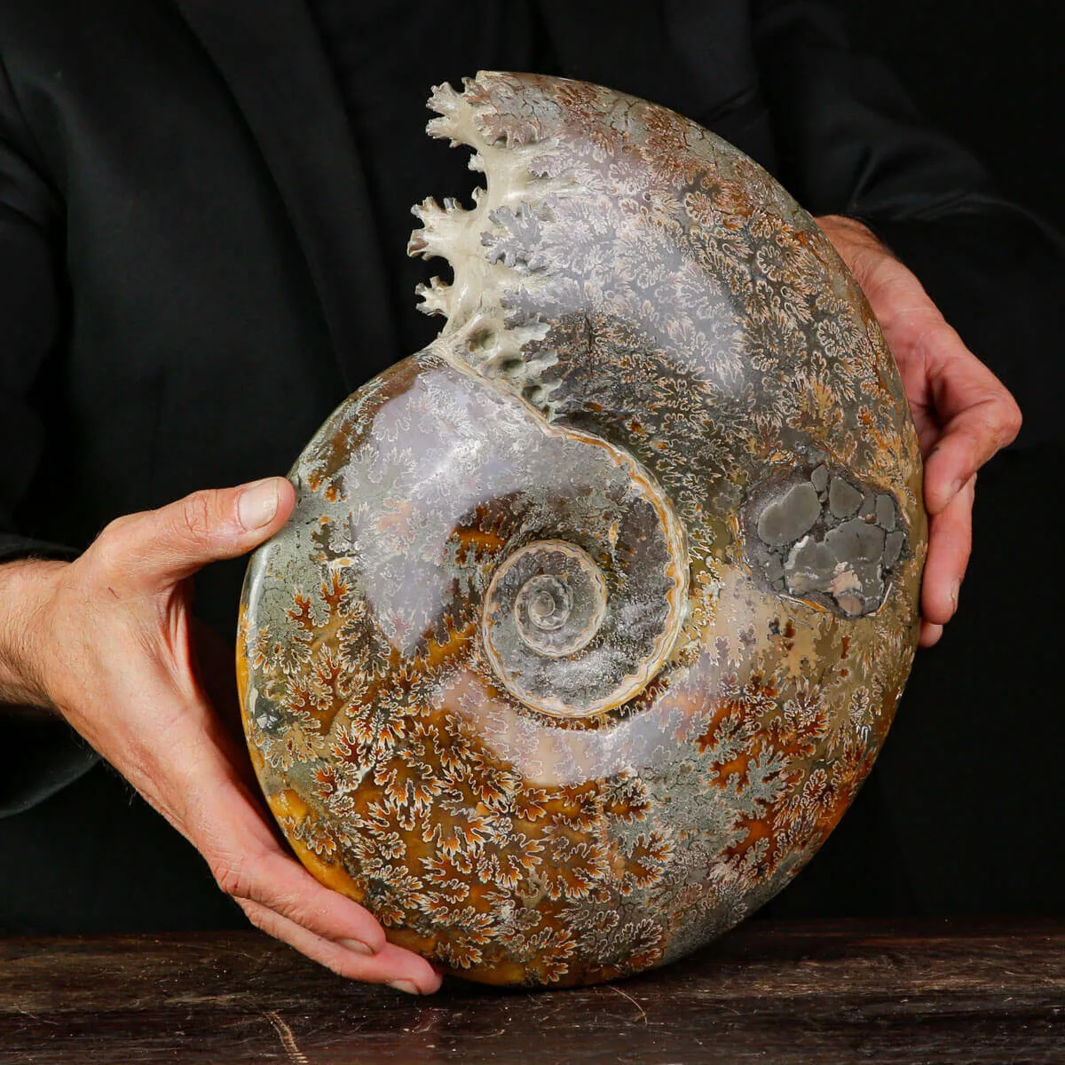 Cleoniceras Ammonite Fossile.