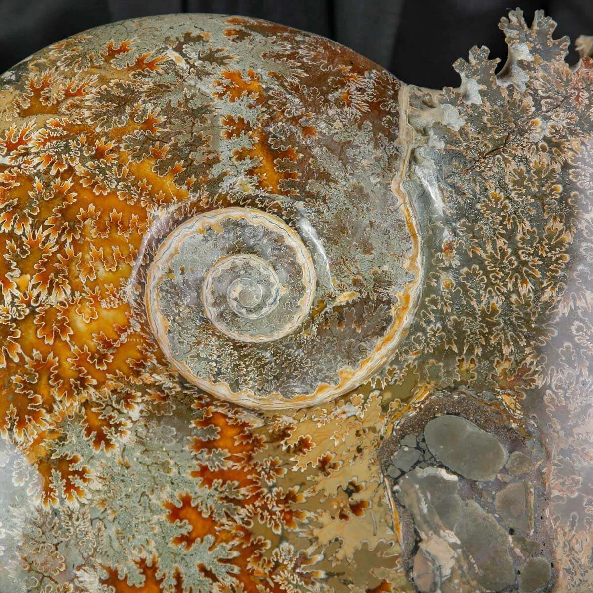 Cleoniceras Ammonite Fossile.