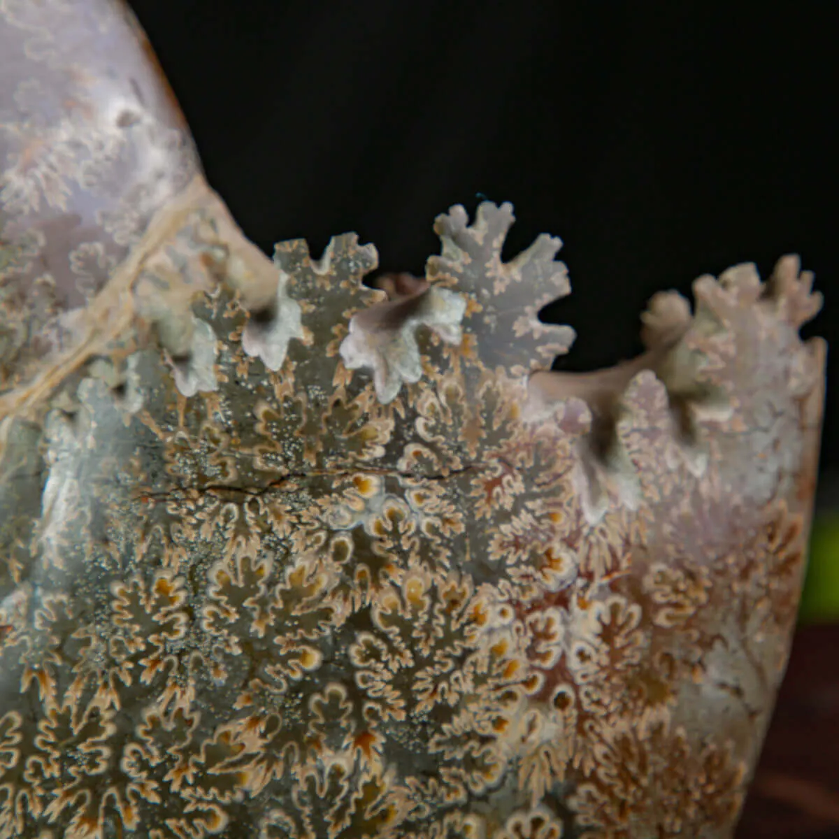 Cleoniceras Ammonite Fossile.