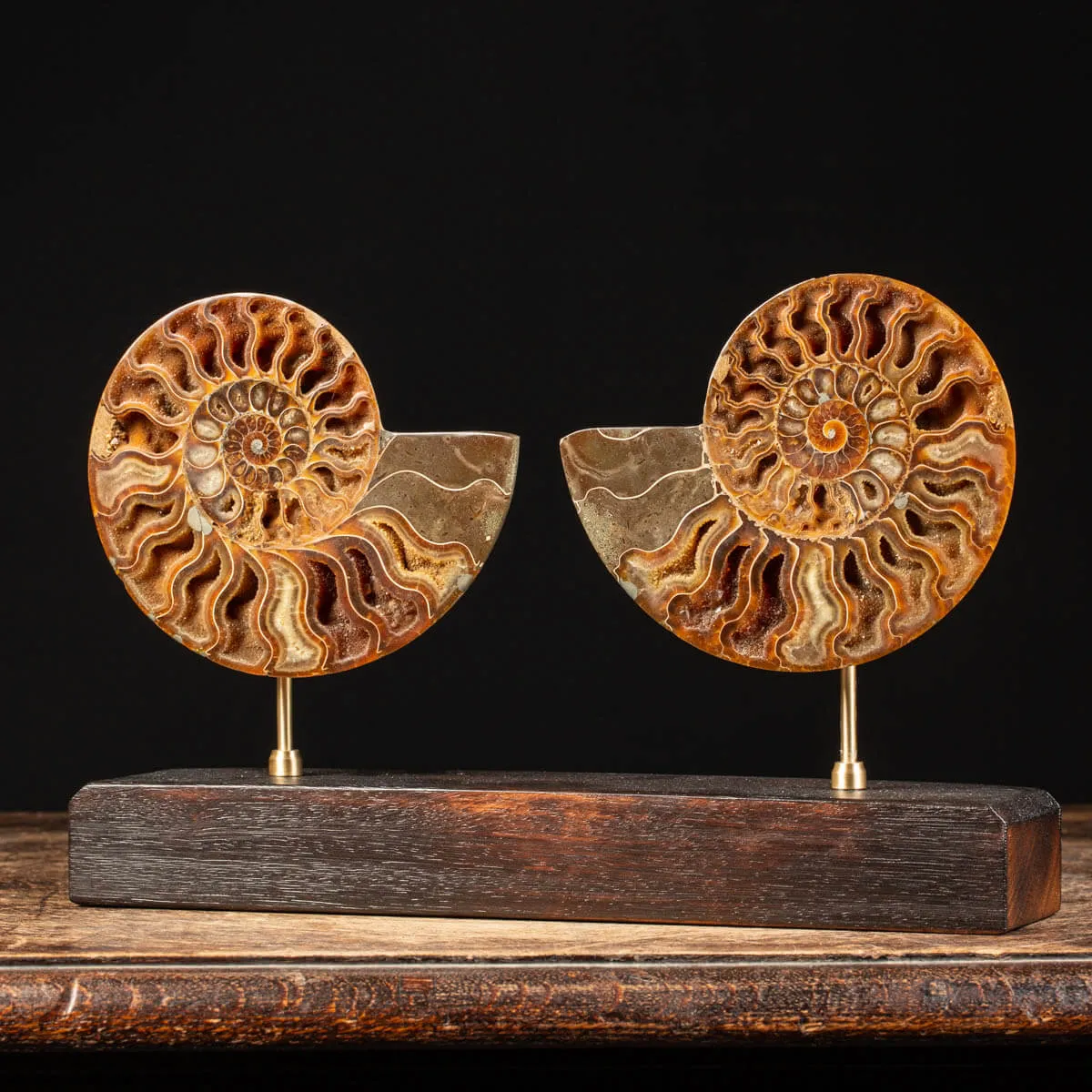 Cleoniceras Fossile Sezionato - Wunderkammer Moderna.