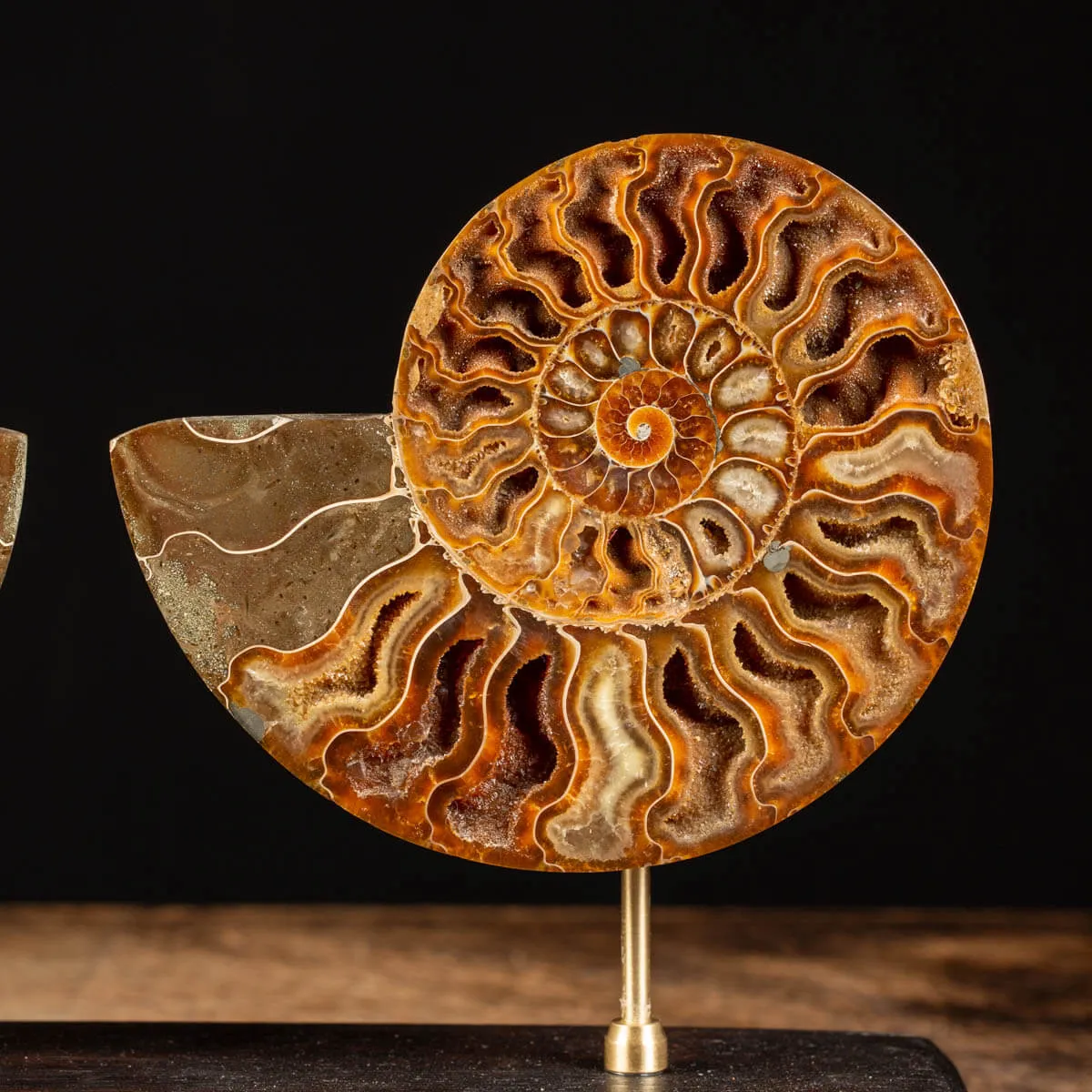 Cleoniceras Fossile Sezionato - Wunderkammer Moderna.