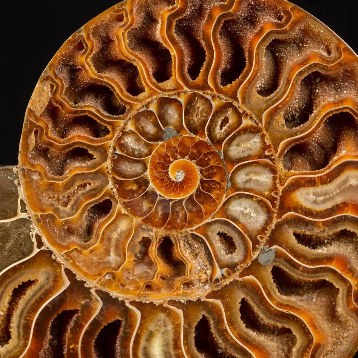 Cleoniceras Fossile Sezionato - Wunderkammer Moderna.