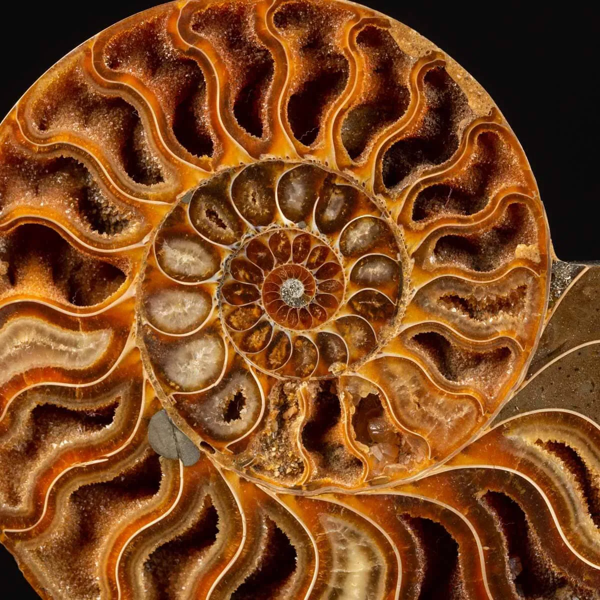 Cleoniceras Fossile Sezionato - Wunderkammer Moderna.