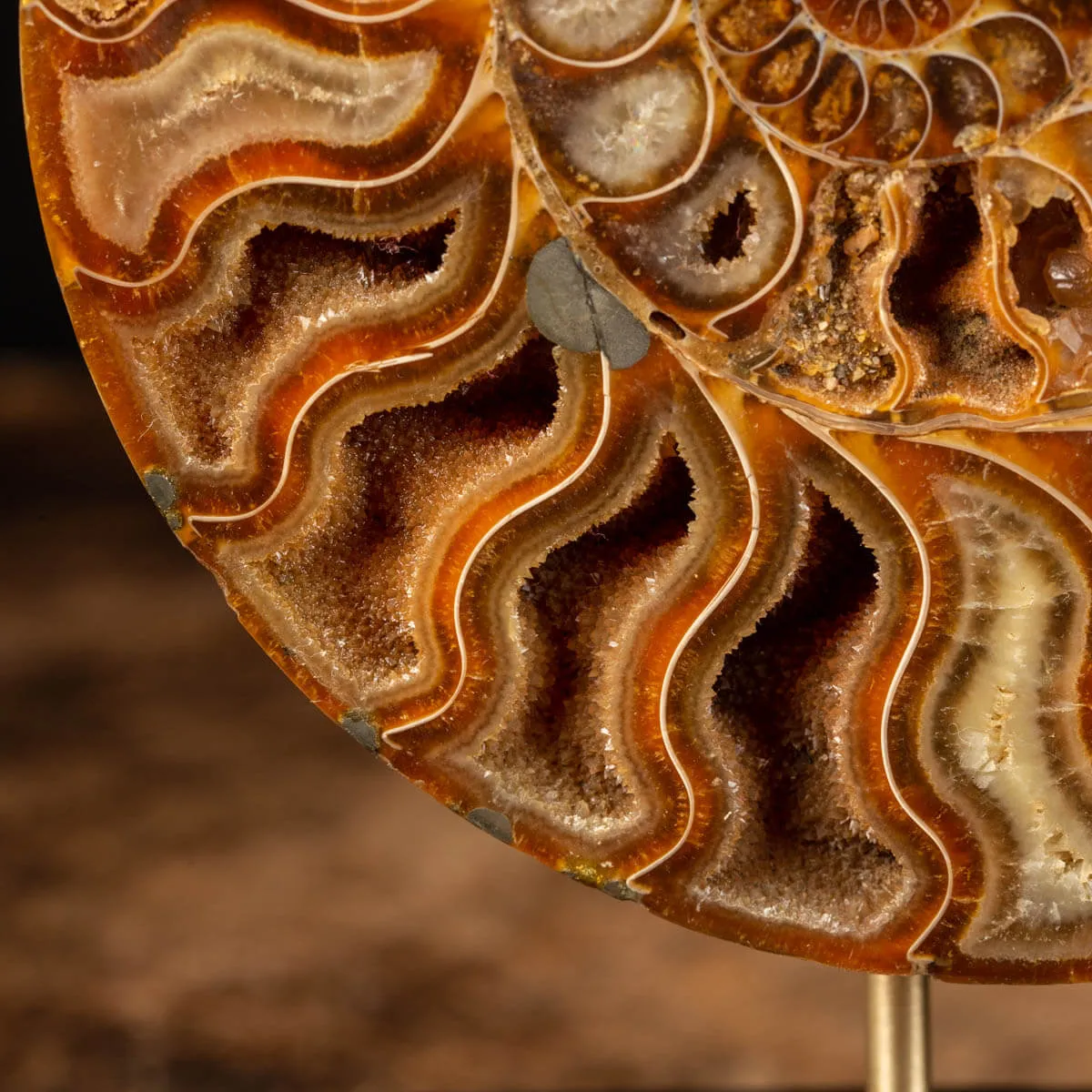 Cleoniceras Fossile Sezionato - Wunderkammer Moderna.