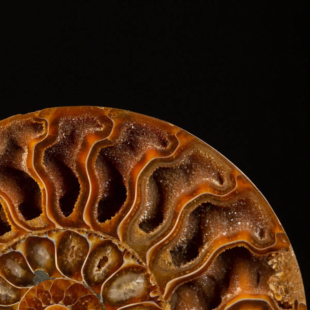 Cleoniceras Fossile Sezionato - Wunderkammer Moderna.