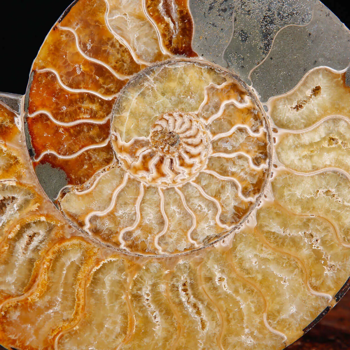 Ammonite Fossile Cleoniceras – Sezione con Camere Cristallizzate