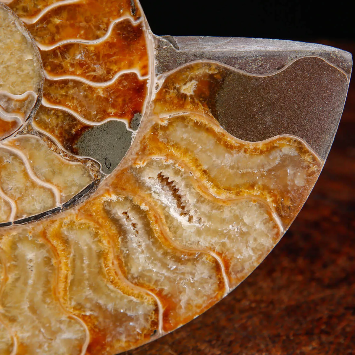 Ammonite Fossile Cleoniceras – Sezione con Camere Cristallizzate