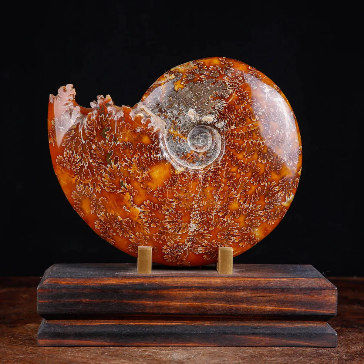 Ammonite su base decorativa in legno e ottone.