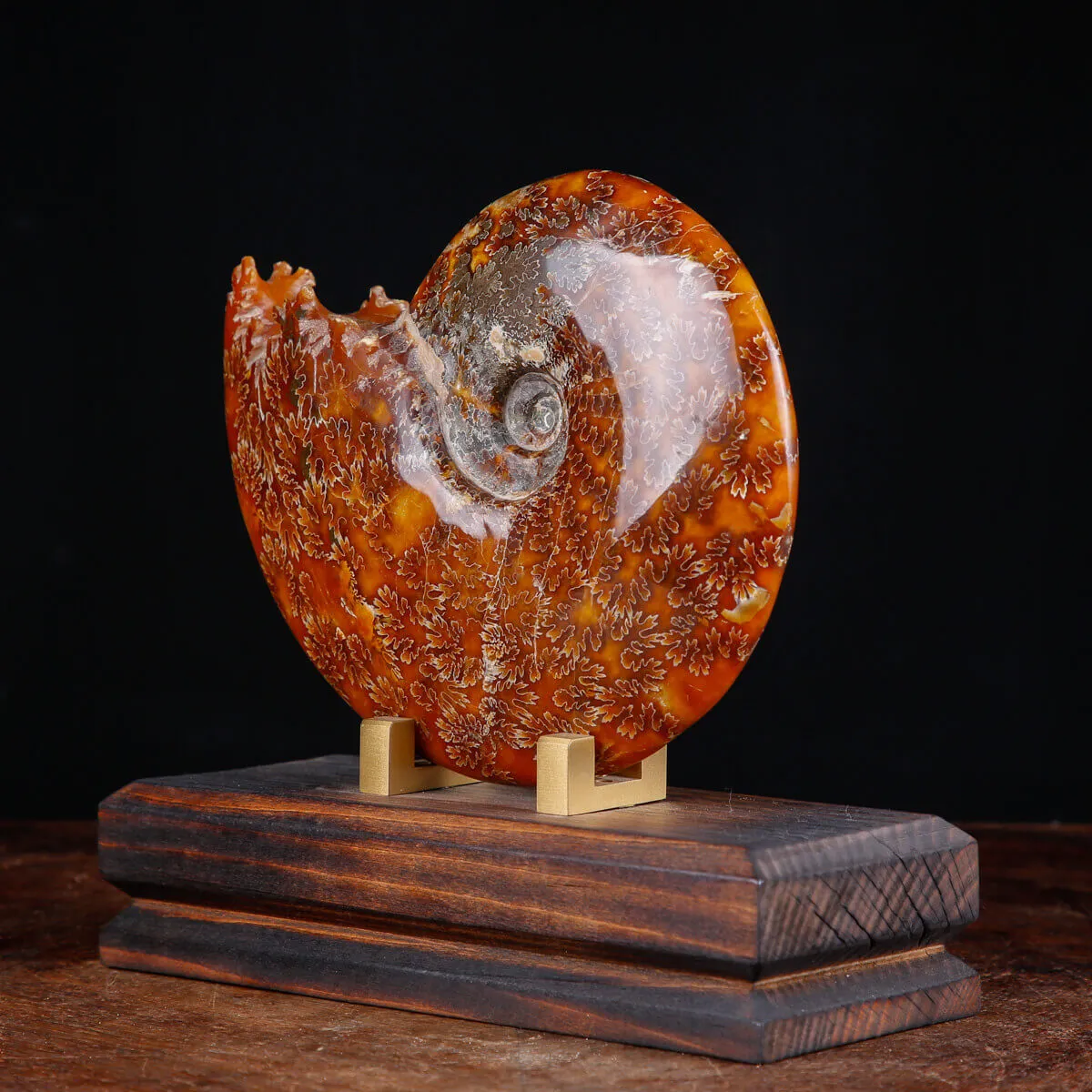 Ammonite su base decorativa in legno e ottone.
