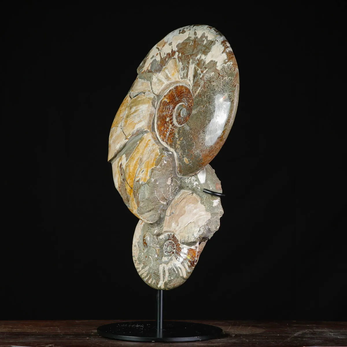 Ammoniti Fossili – Cleoniceras su Matrice Naturale.