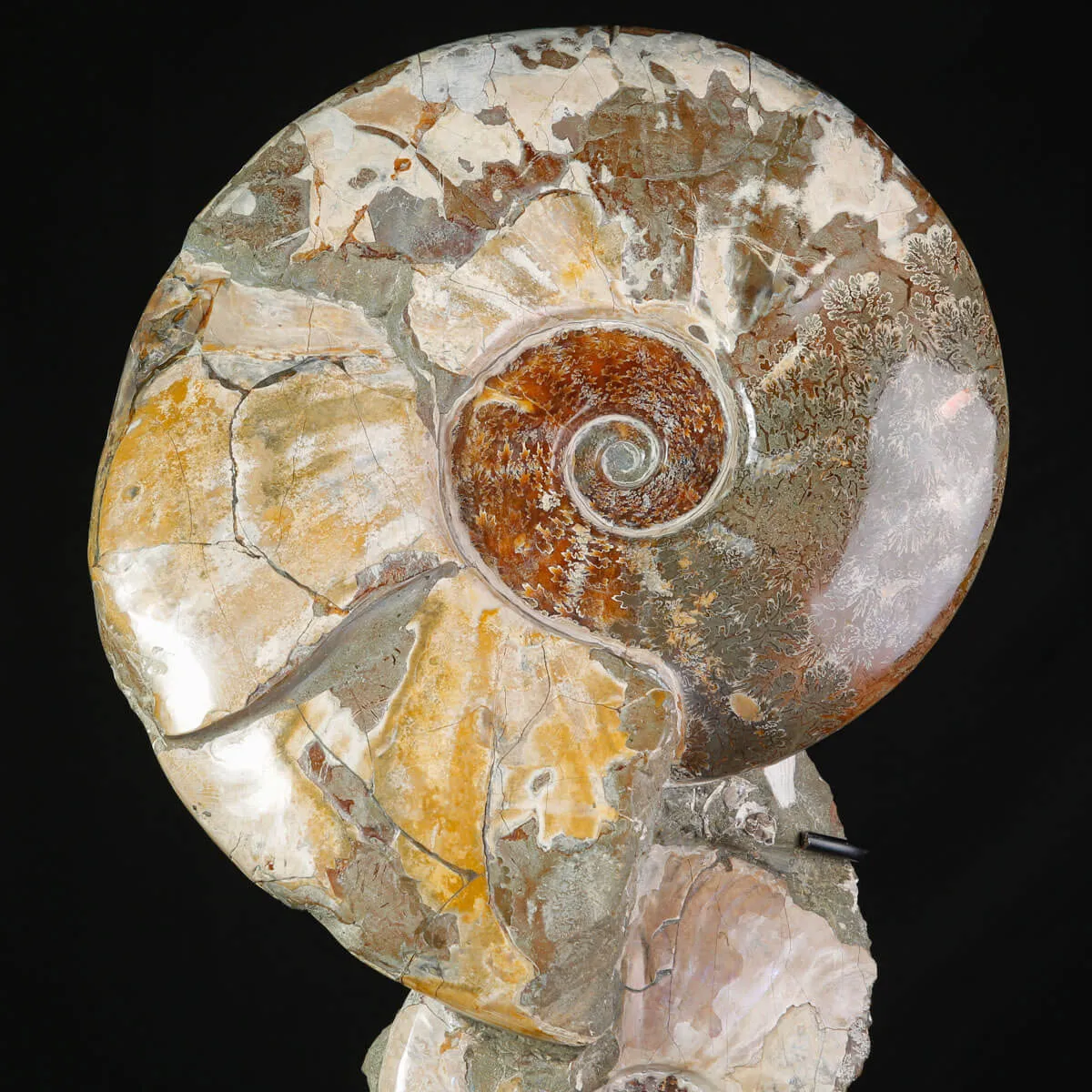 Ammoniti Fossili – Cleoniceras su Matrice Naturale.