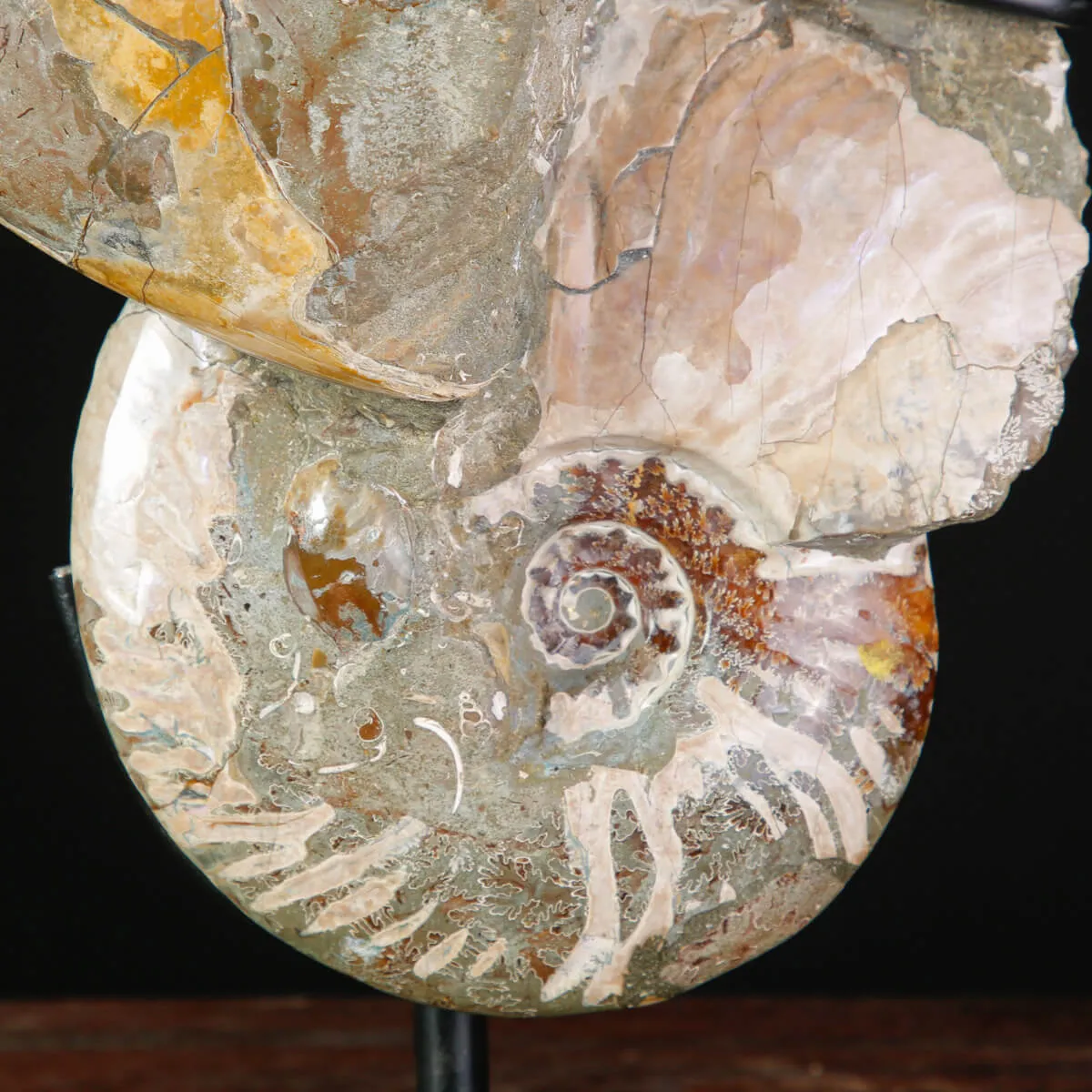 Ammoniti Fossili – Cleoniceras su Matrice Naturale.
