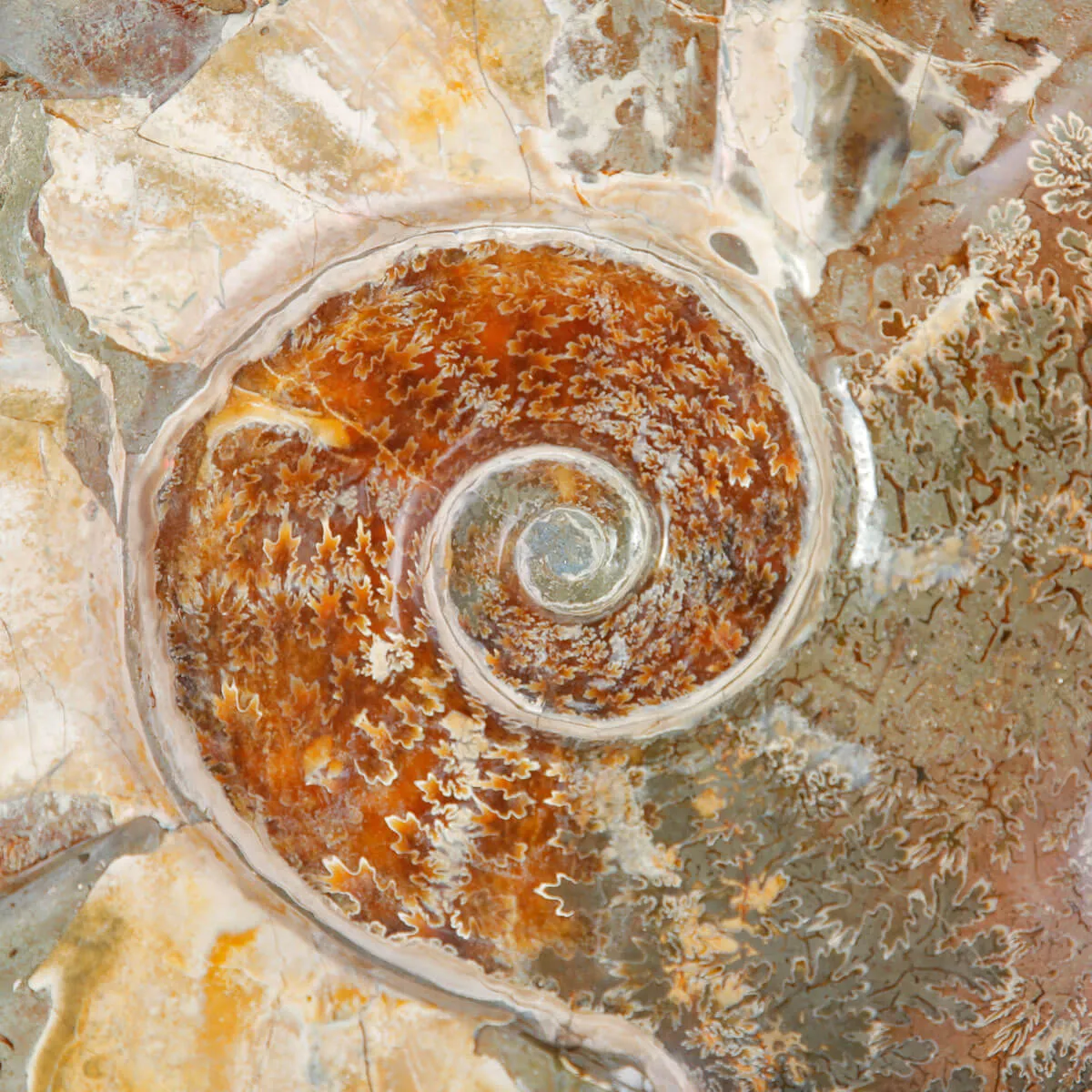 Ammoniti Fossili – Cleoniceras su Matrice Naturale.