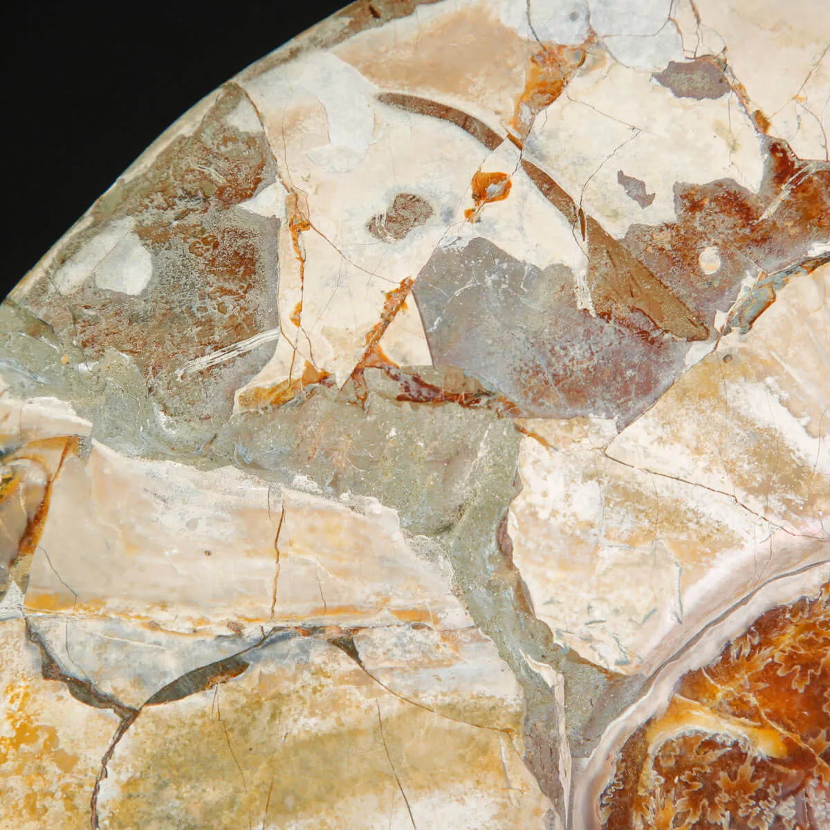 Ammoniti Fossili – Cleoniceras su Matrice Naturale.