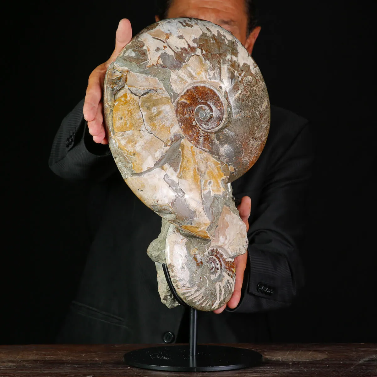 Ammoniti Fossili – Cleoniceras su Matrice Naturale.