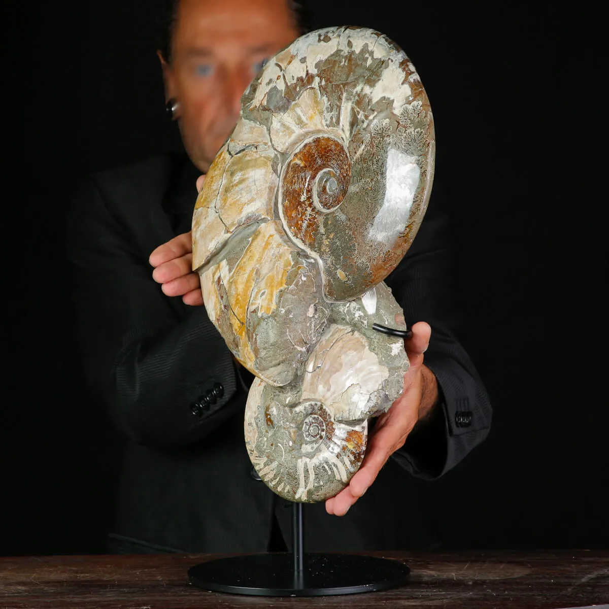 Ammoniti Fossili – Cleoniceras su Matrice Naturale.