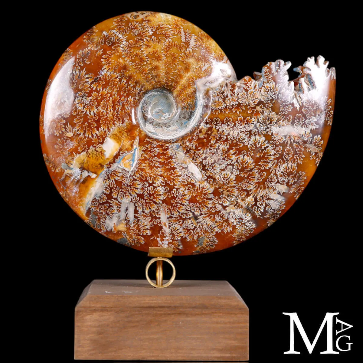 Cleoniceras Fossile – Un frammento di Oceano Antico