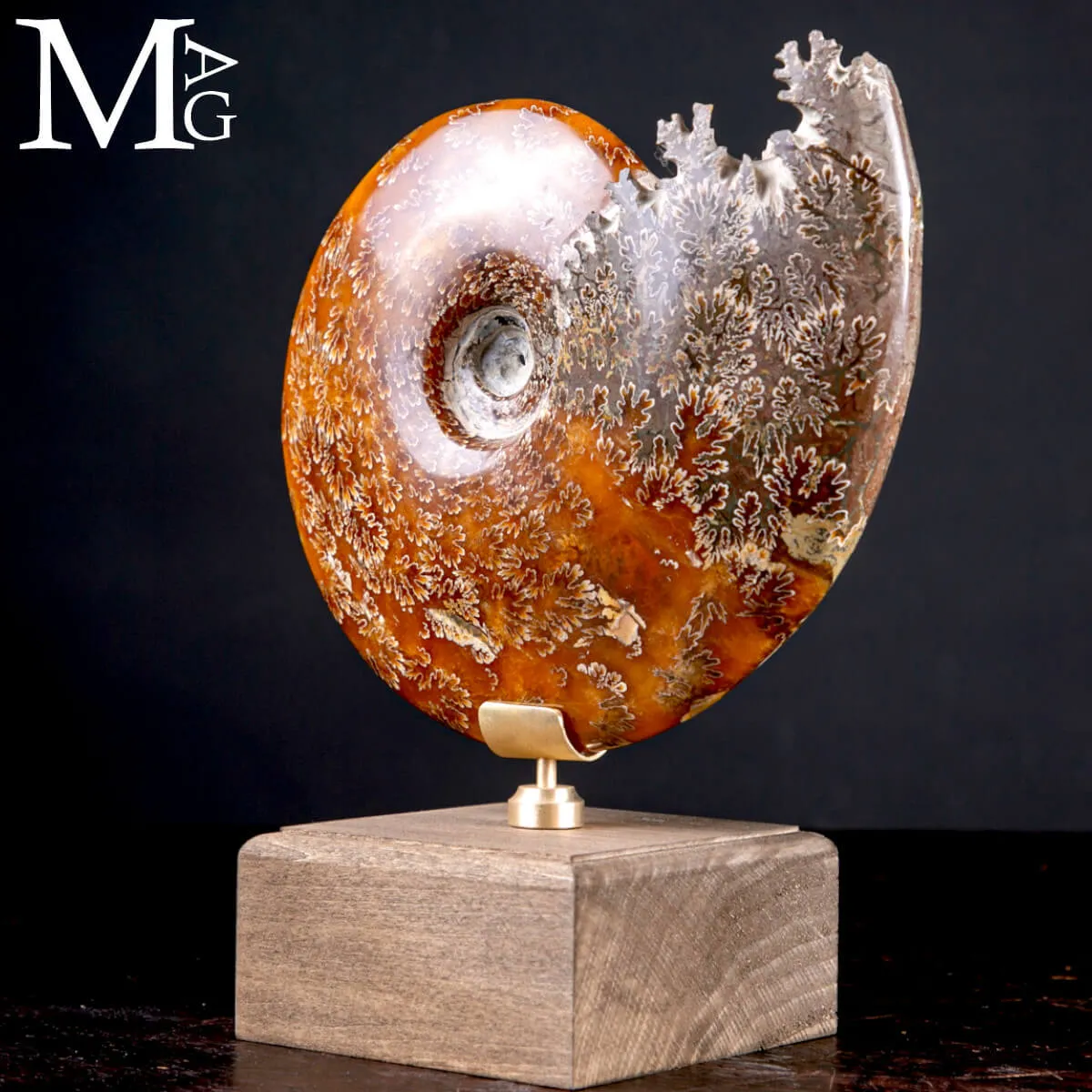Cleoniceras Fossile – Viaggio tra Mare, Tempo e Design