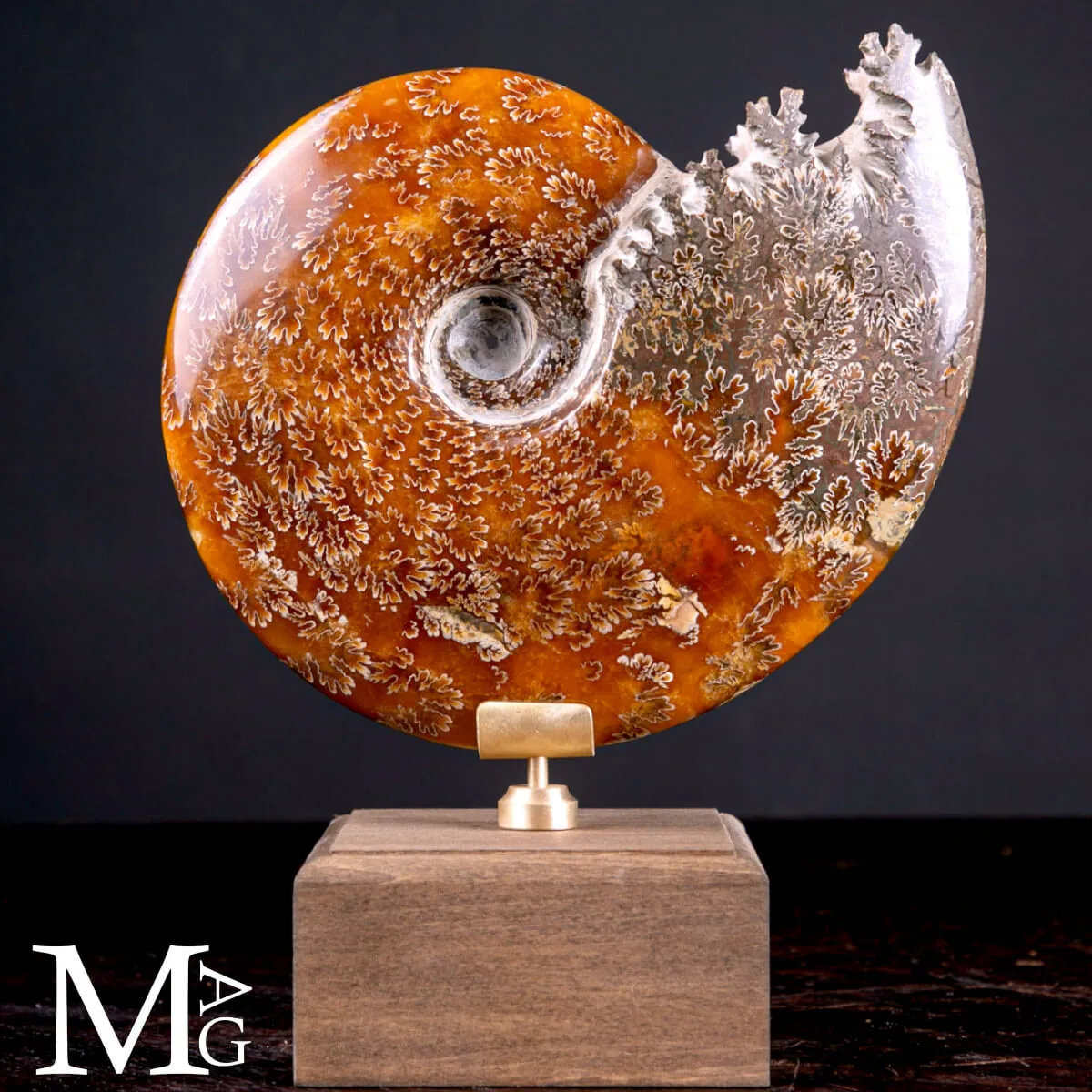 Cleoniceras Fossile – Viaggio tra Mare, Tempo e Design