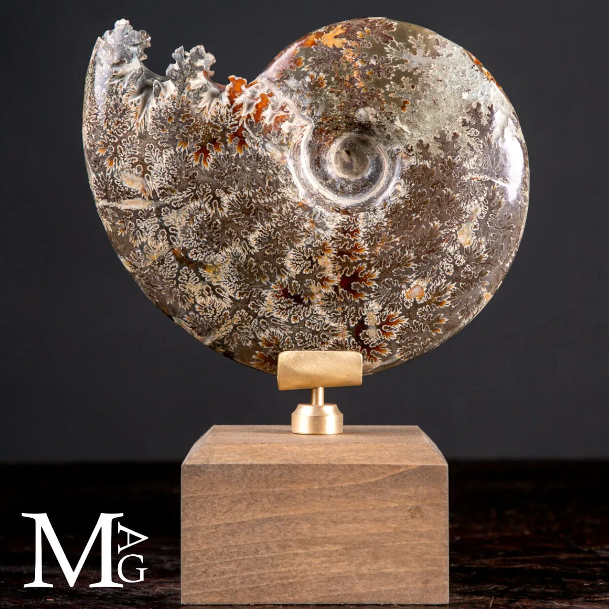 Cleoniceras Fossile – Cronaca di Meraviglia
