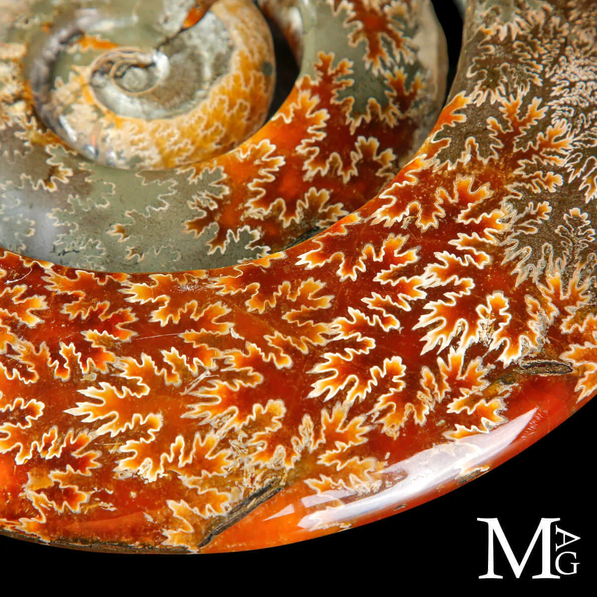 Ammonite Cleoniceras intagliata a spirale.