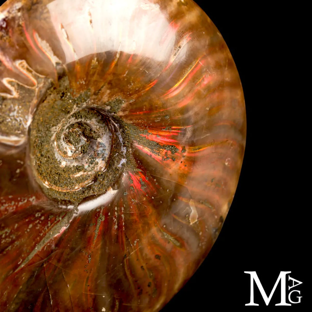 Ammonite fossile Cleoniceras – Rosso Iridescente