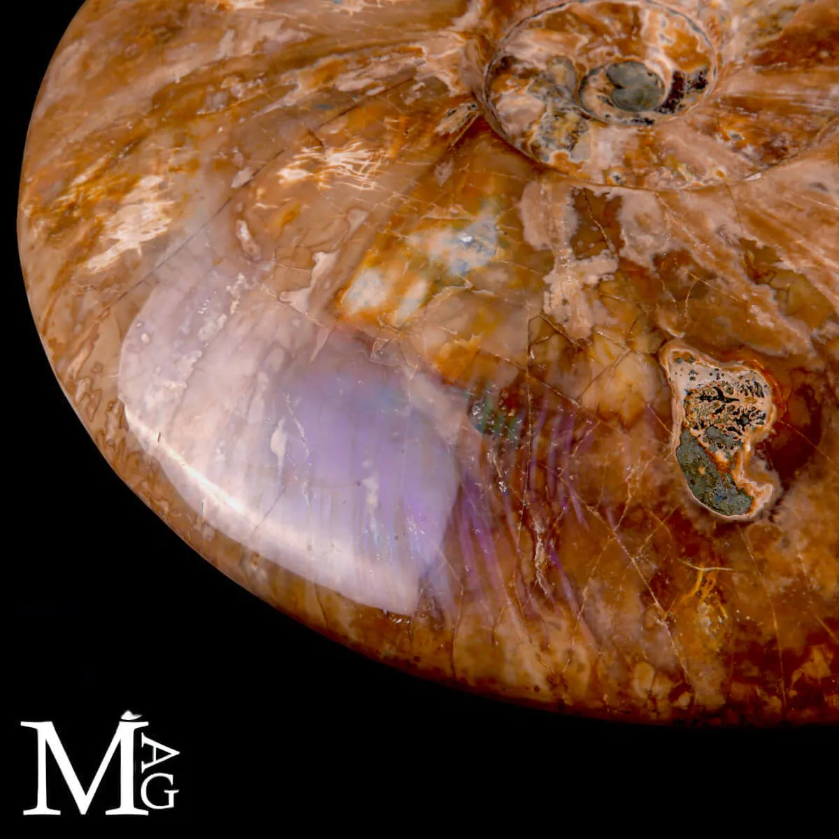 Ammonite Cleoniceras – Madreperlacea Naturale