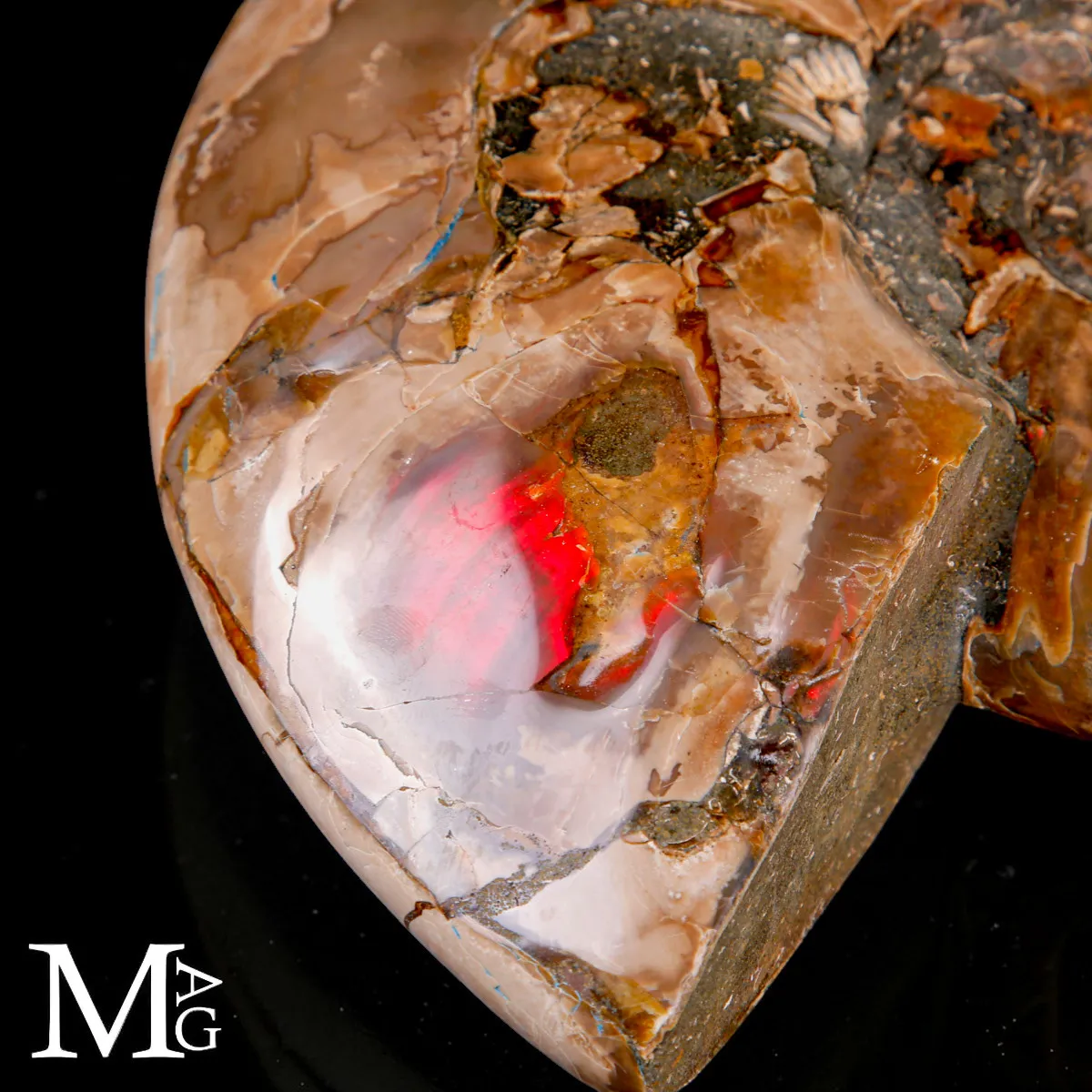 Ammonite Cleoniceras –  Riflessi Rosso Opalescenti.