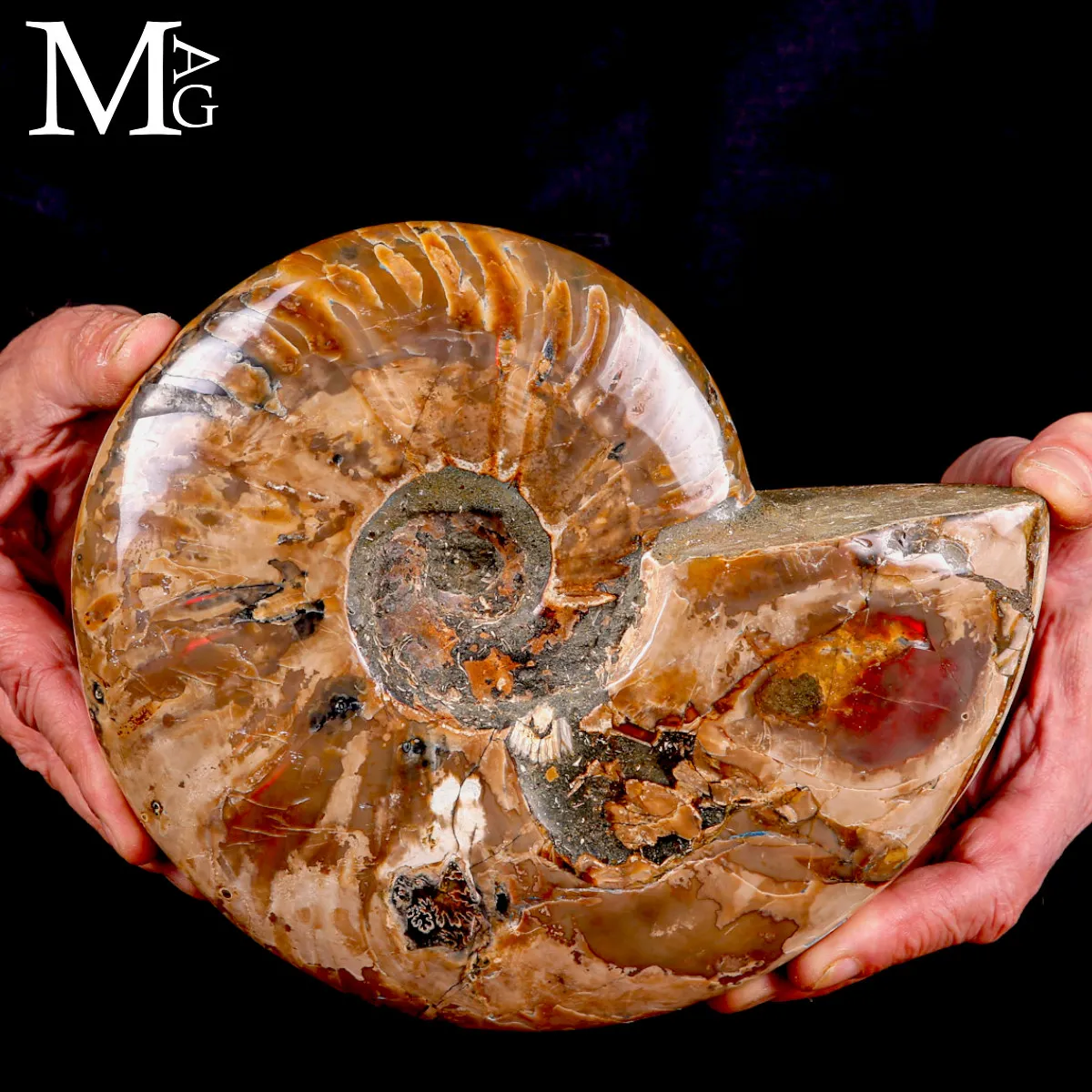 Ammonite Cleoniceras –  Riflessi Rosso Opalescenti.