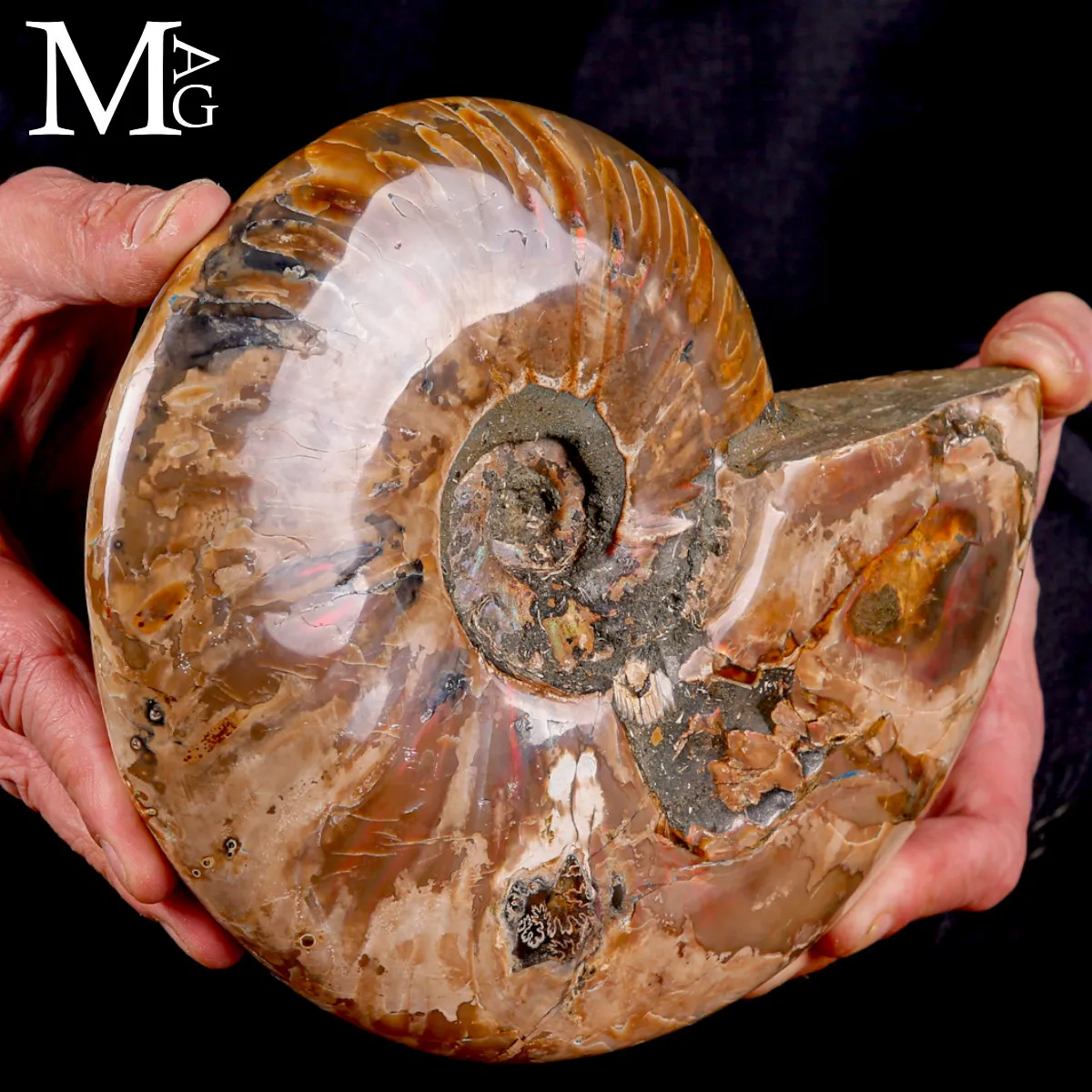 Ammonite Cleoniceras –  Riflessi Rosso Opalescenti.