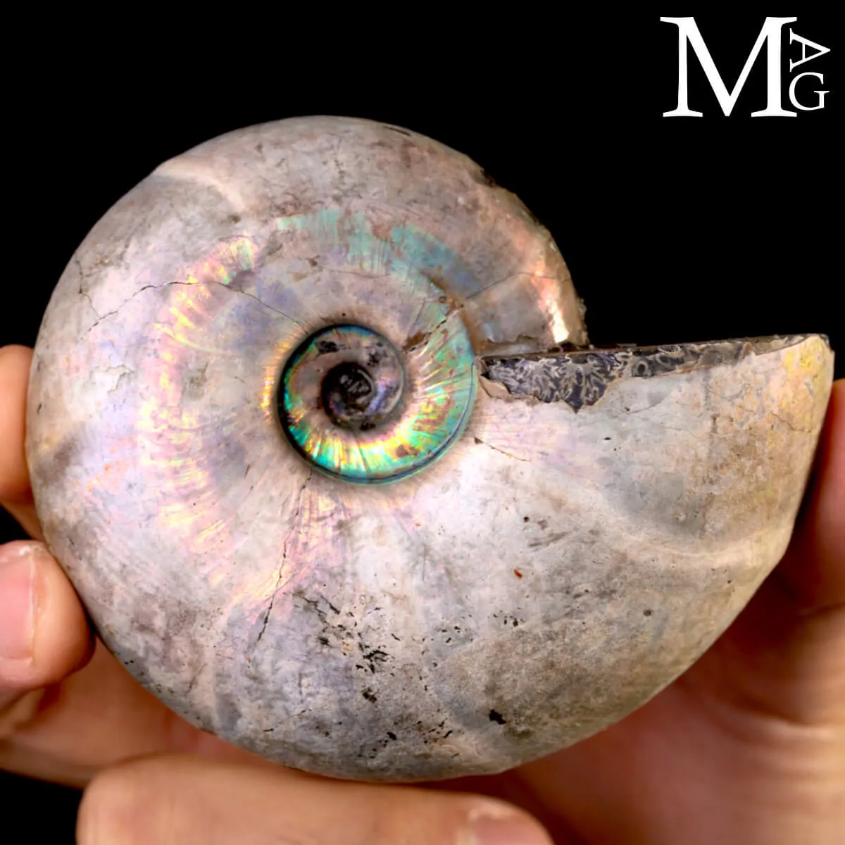 Ammonite Desmoceras - Arcobaleno.