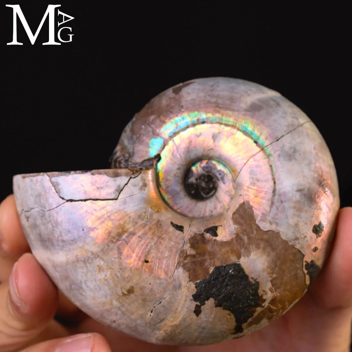 Ammonite Desmoceras - Arcobaleno.
