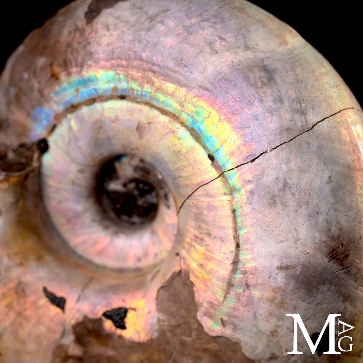 Ammonite Desmoceras - Arcobaleno.
